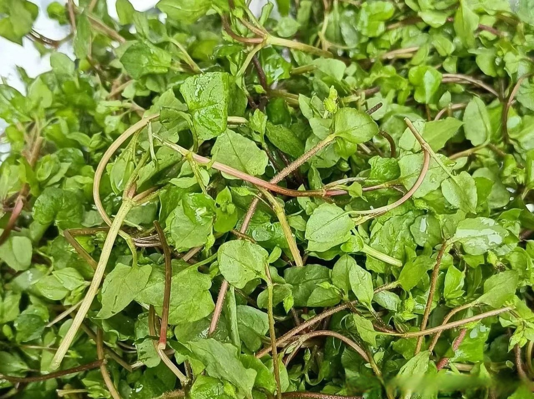 【鹅肠草:昔日田间野草如今变成宝】野草虽常见,却也不好辨识,农村