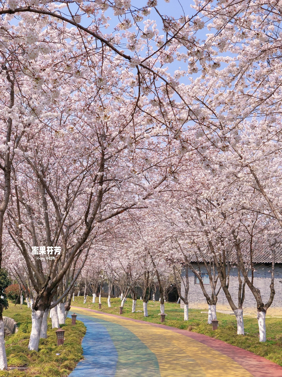 扬州拍照99比樱花大道更好拍的樱花园 又是一年樱花季 扬州除了鉴真