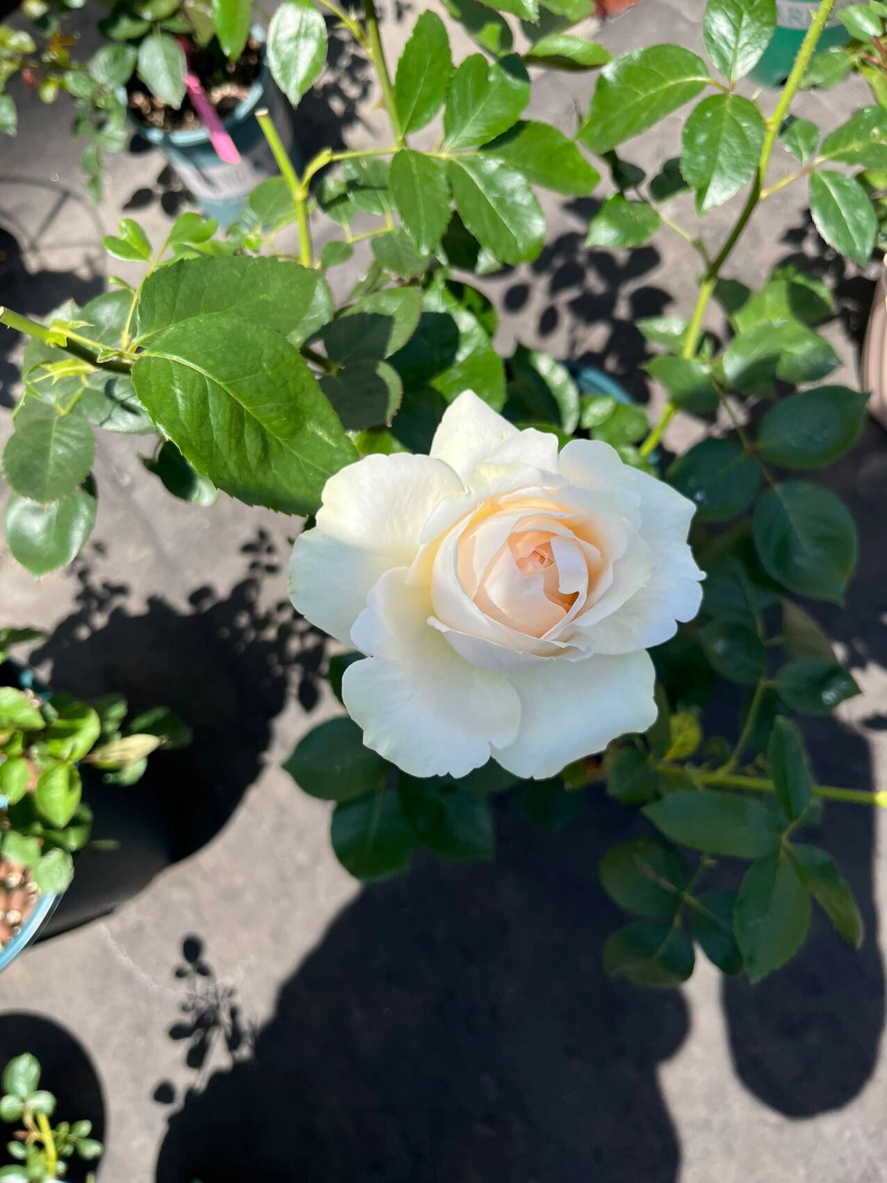 月季 | 伊芙奶油 伊芙伯爵的后代,ht,由最初法国玫兰国际伊芙伯爵芽变