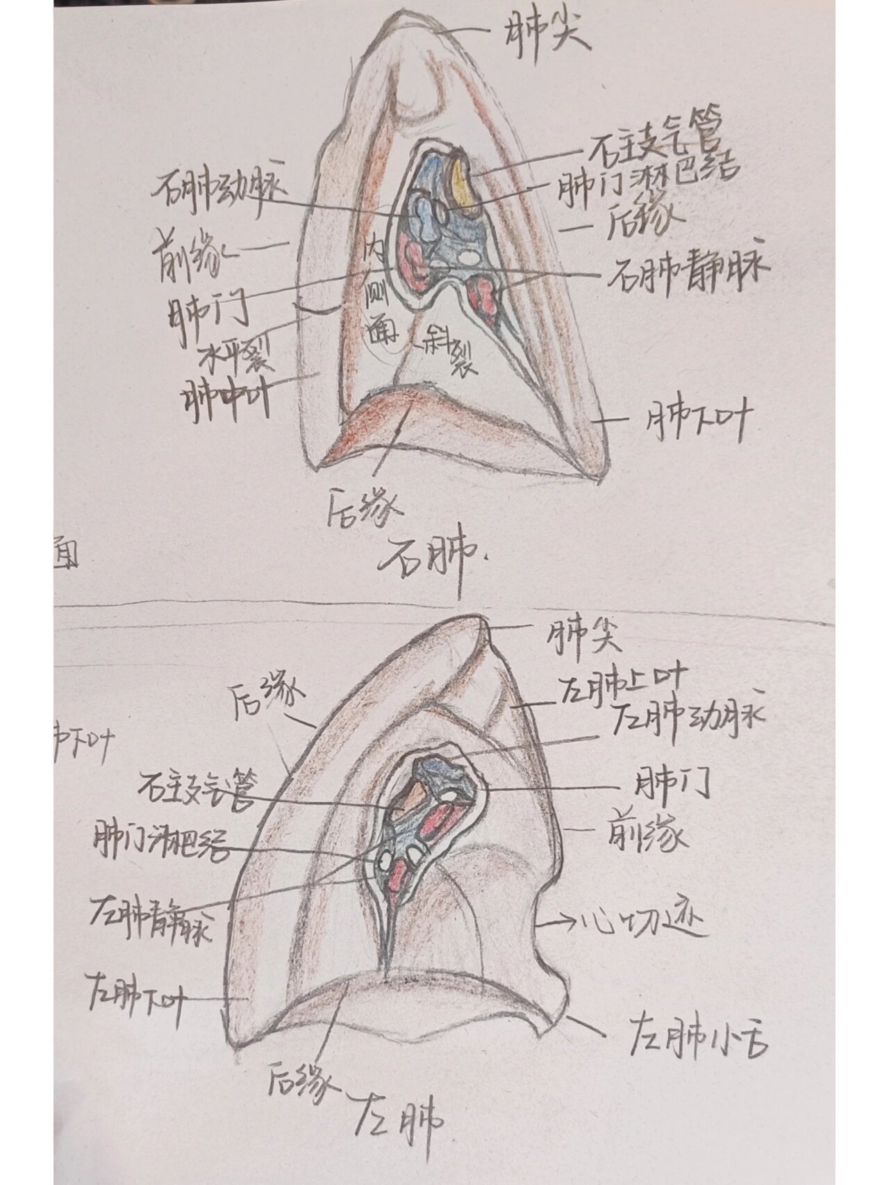 小鼠脾脏手绘图片图片