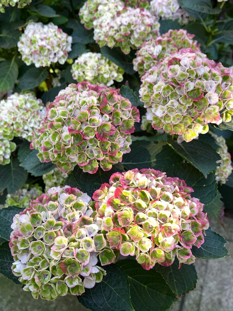 魔幻革命绣球可以不用修剪,来年新老枝都可以继续开花,所以花期观赏