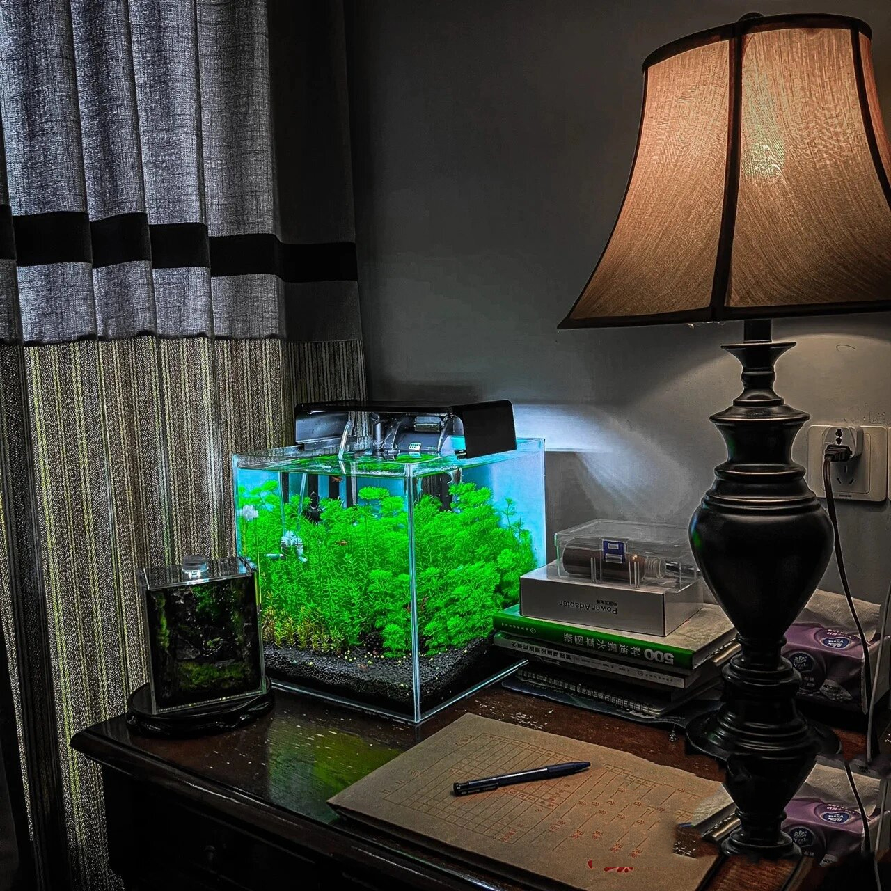 低成本水草缸造景|布置我的小房间鱼缸 有喜欢我放卧室随意打理的水草
