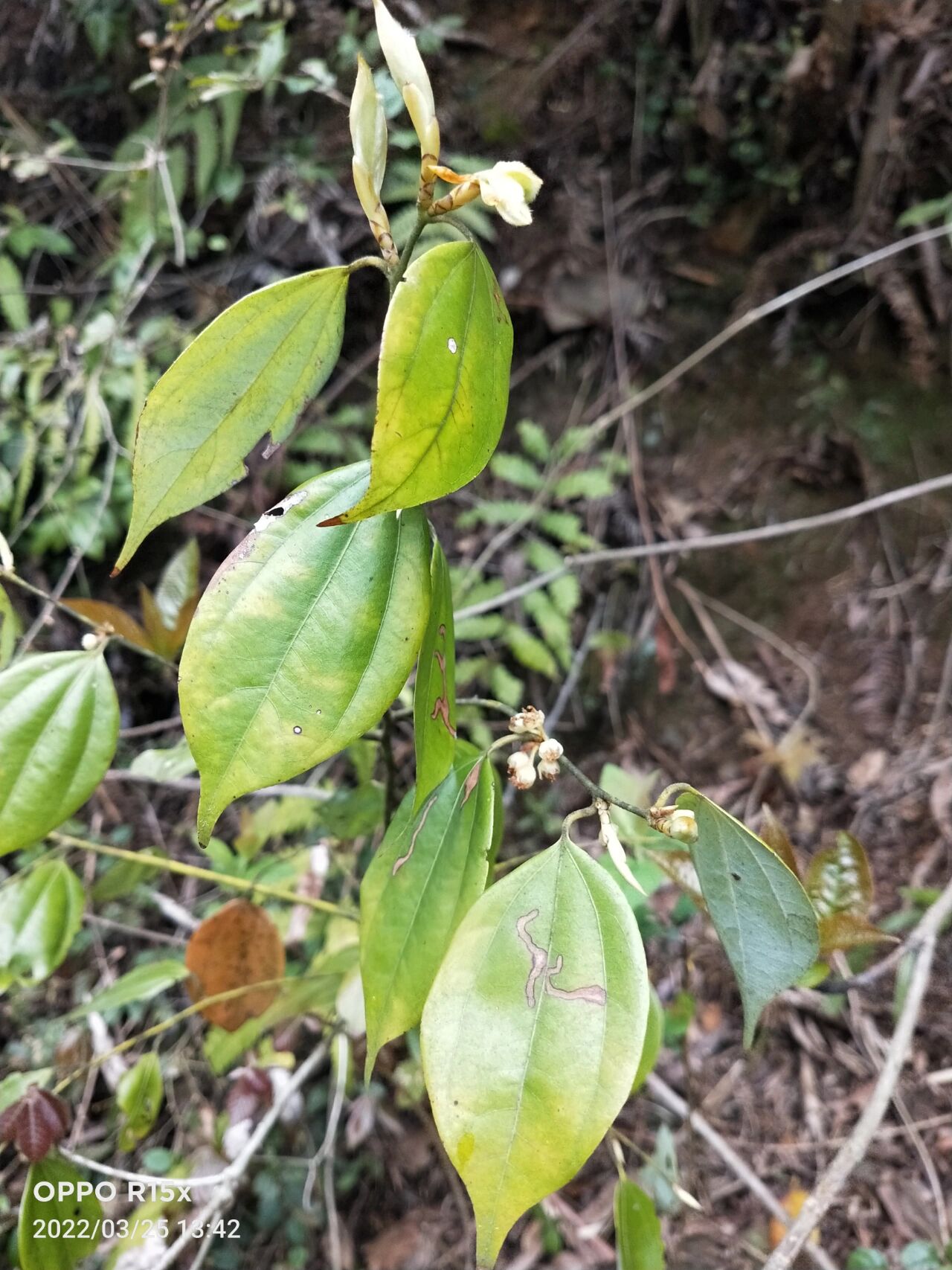 农村常见的野药材图片