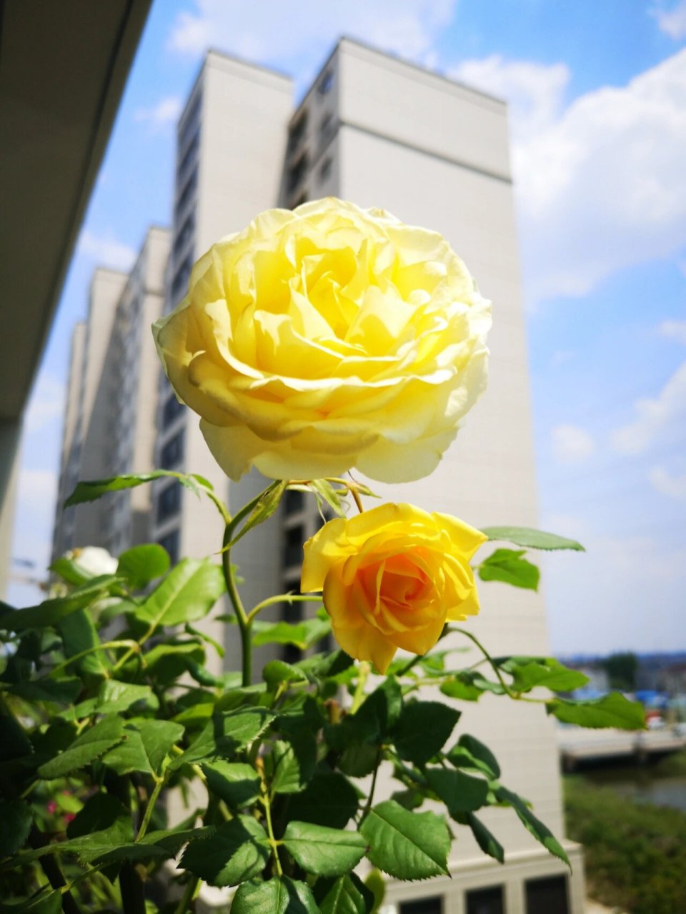 黄色系月季--黄金海岸 这种明亮黄色的月季选择不多,需要抗性好多季