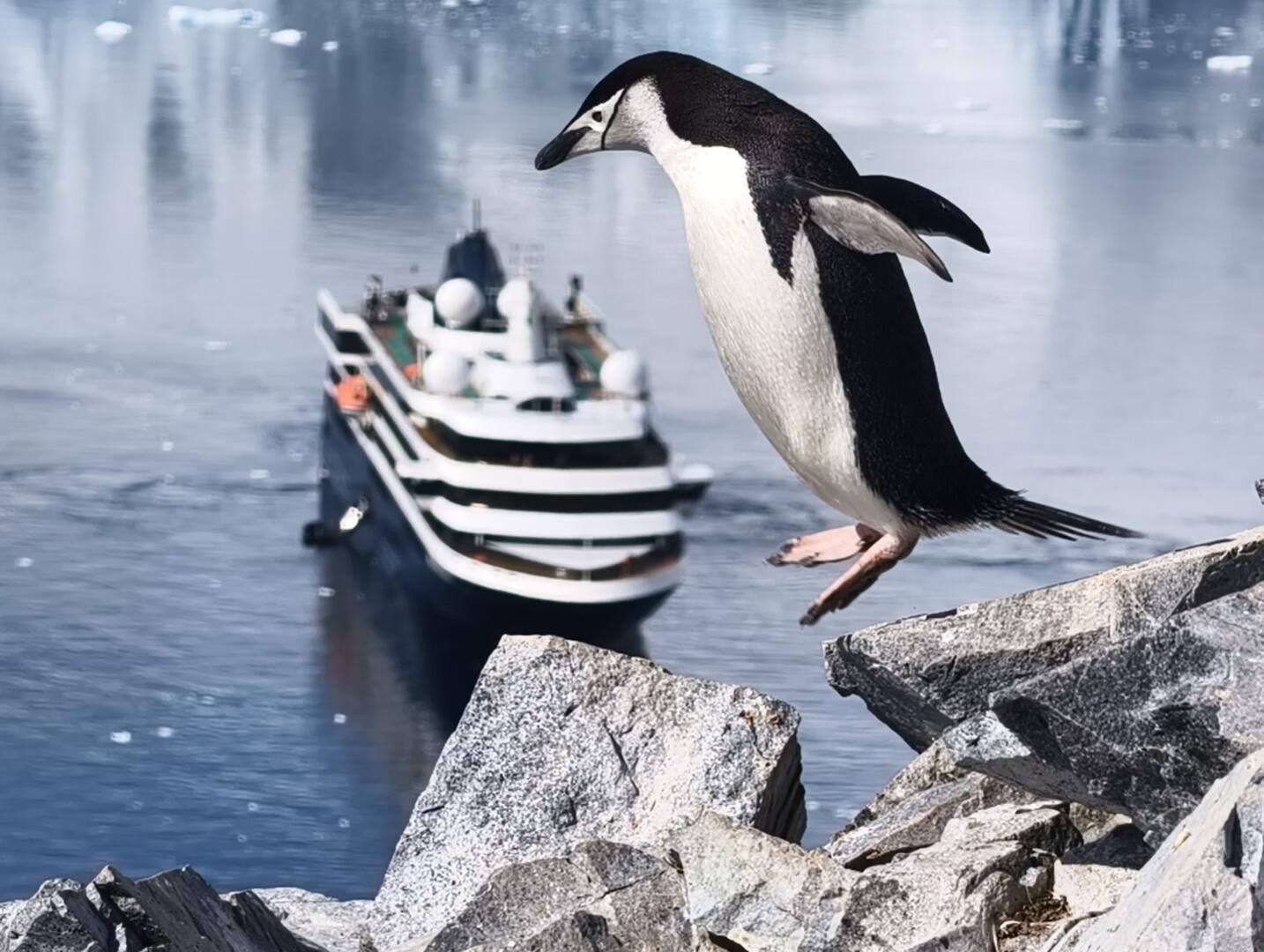 来看看动图下的南极企鹅