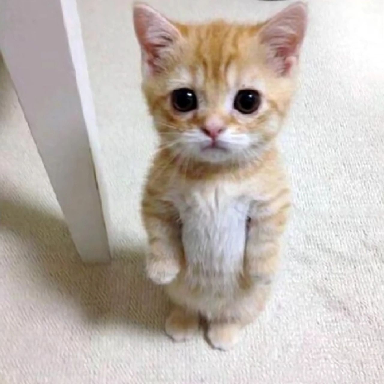 娃娃丢罚站小猫 真的好可爱还可爱,有没有娃娃丢小猫的表情包呀