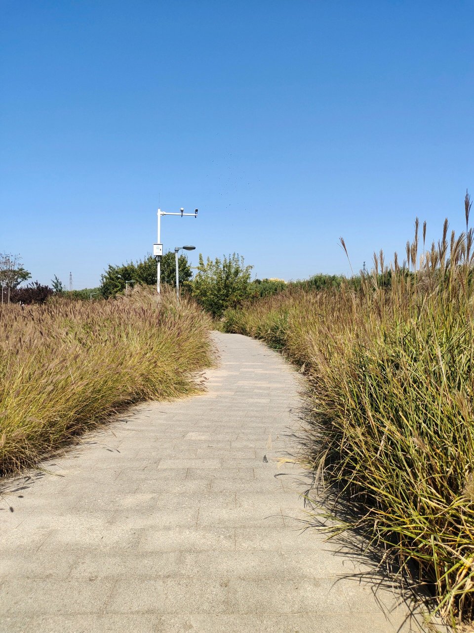 庄里游‖翠屏湿地公园南园 99 	 翠屏湿地公园位于石家庄鹿泉区