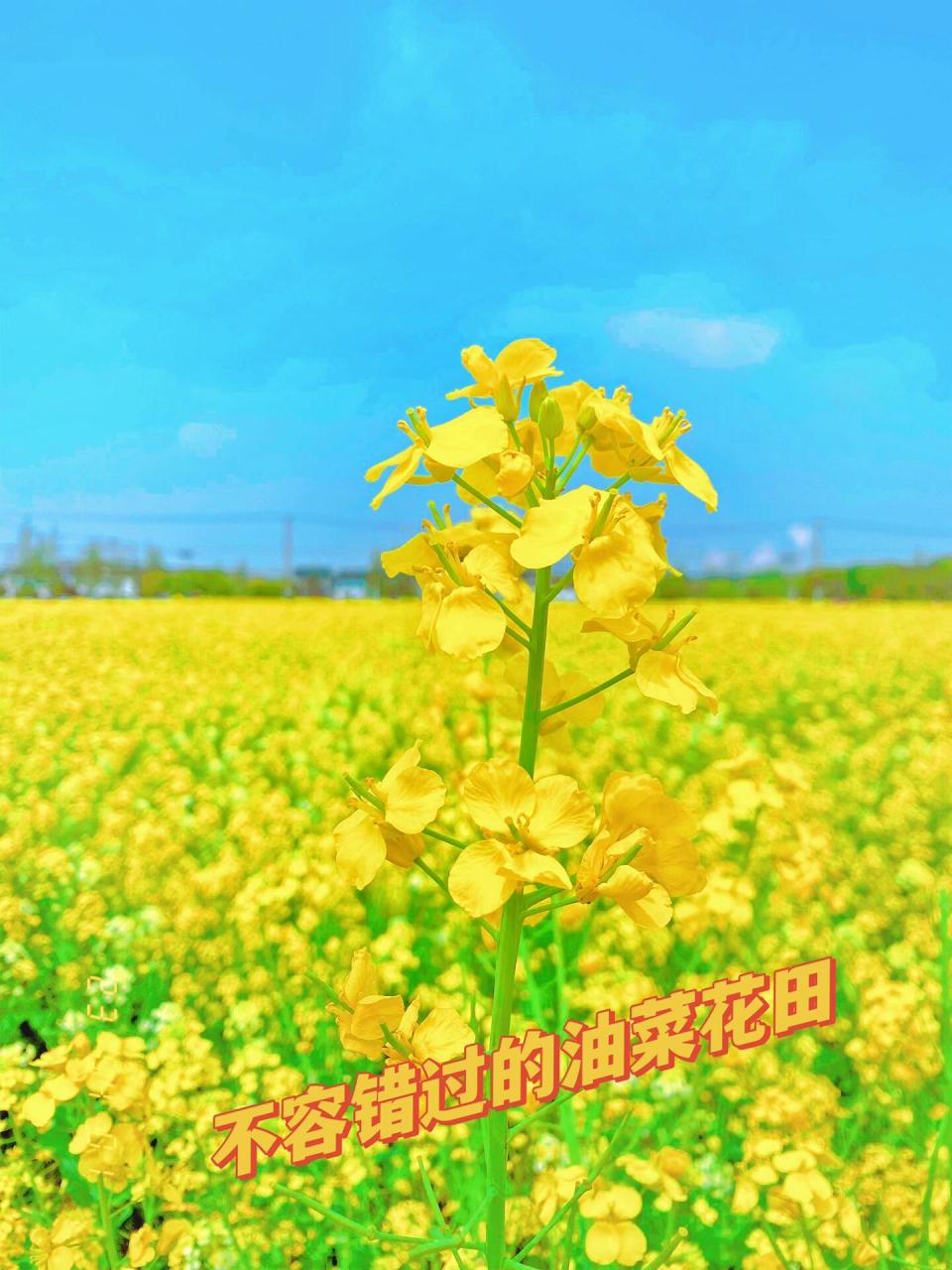 望亭花海|不容错过的油菜花田 北太湖(望亭)旅游风景区的"油菜花海"是