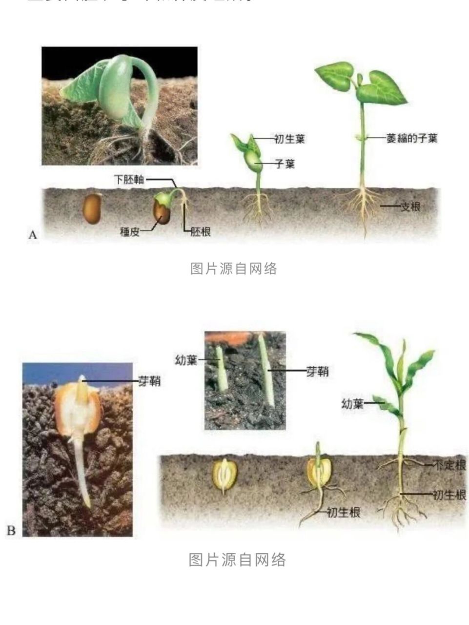 的发育 · 种子的结构 豆子,花生等双子叶植物的种子有两瓣子叶