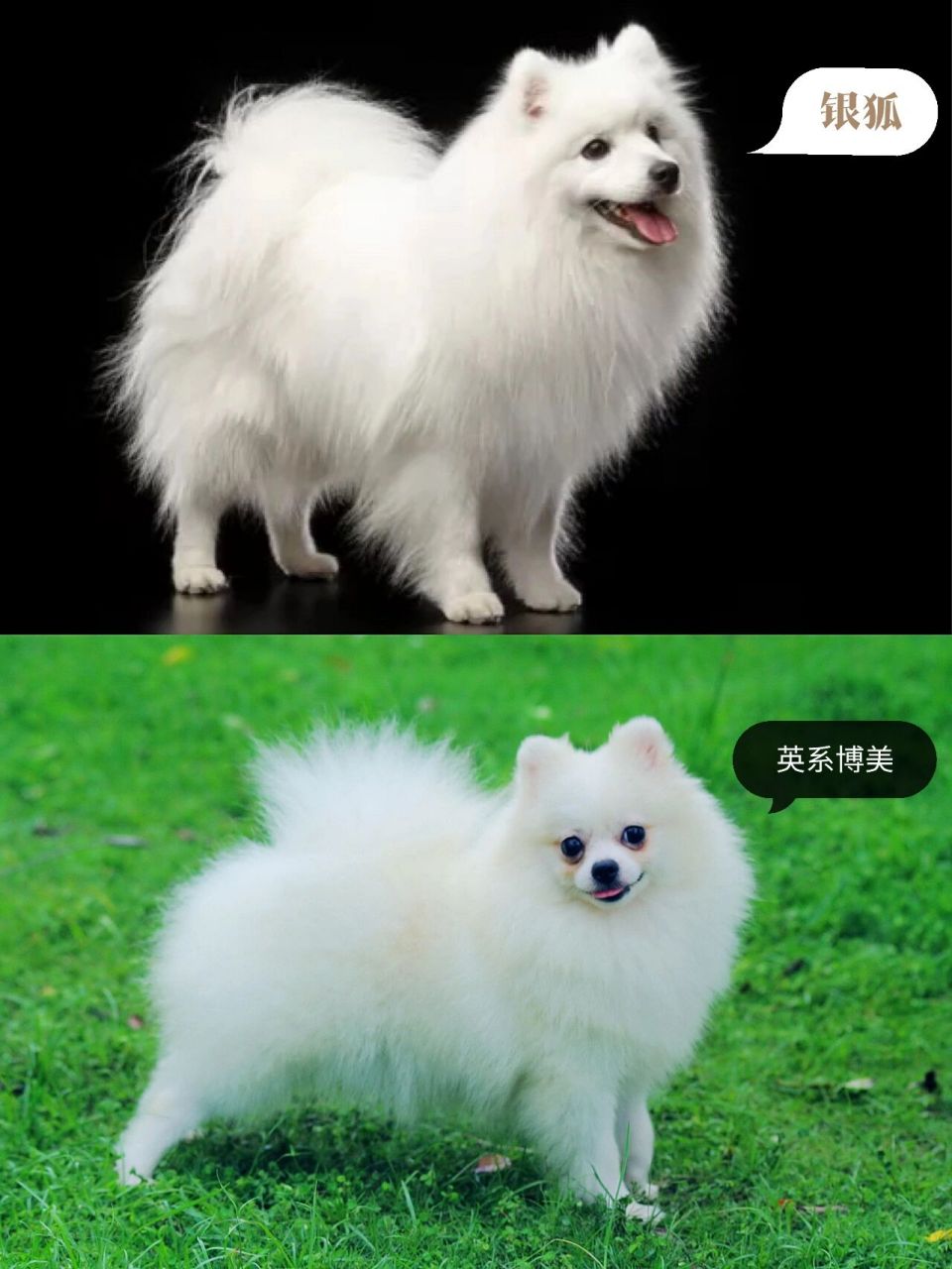 狐狸犬和博美杂交图片