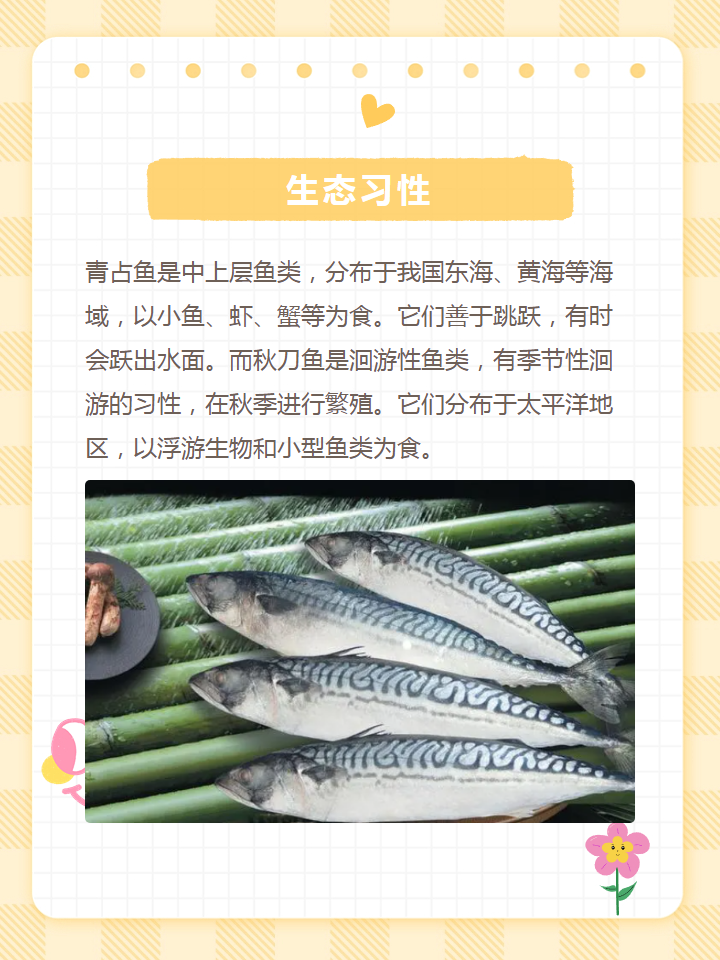 青占鱼和秋刀鱼的区别