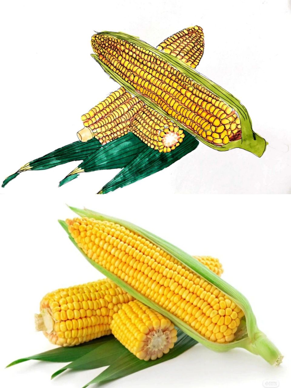 玉米图片写生