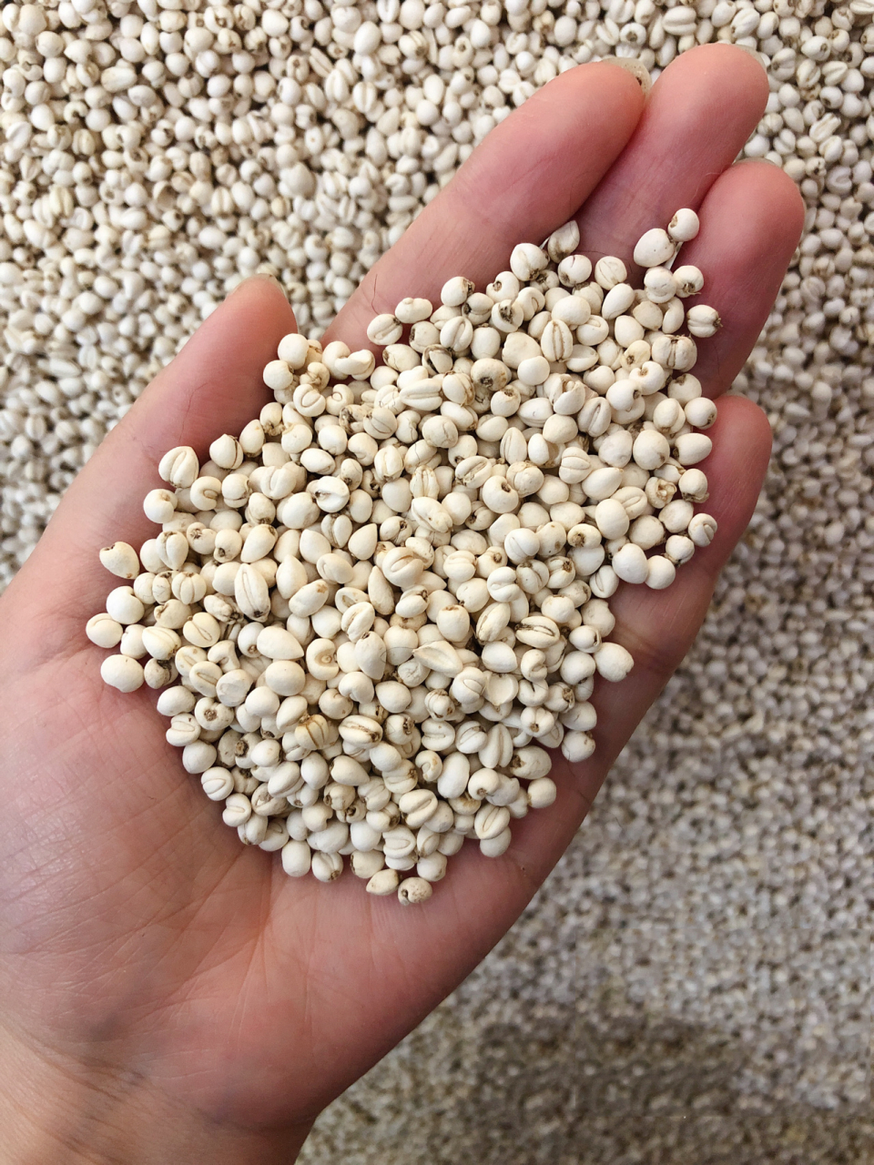 川贝,平贝,浙贝～傻傻分不清楚 野生川贝:功效止咳,久咳,润肺,作用于