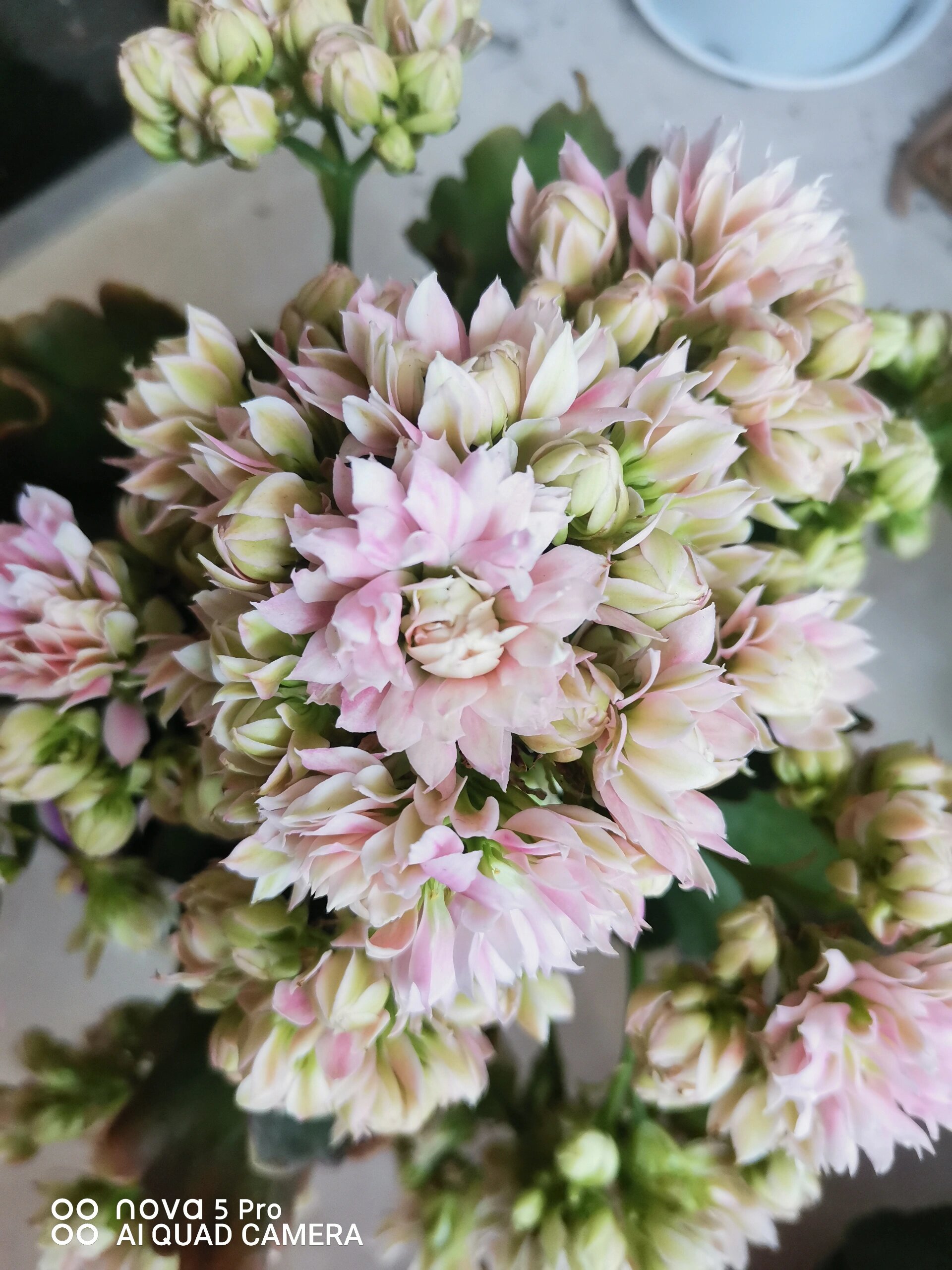 今日分享～长寿花【超级玛丽】 【超级玛丽】超级家族中的一员,花特别