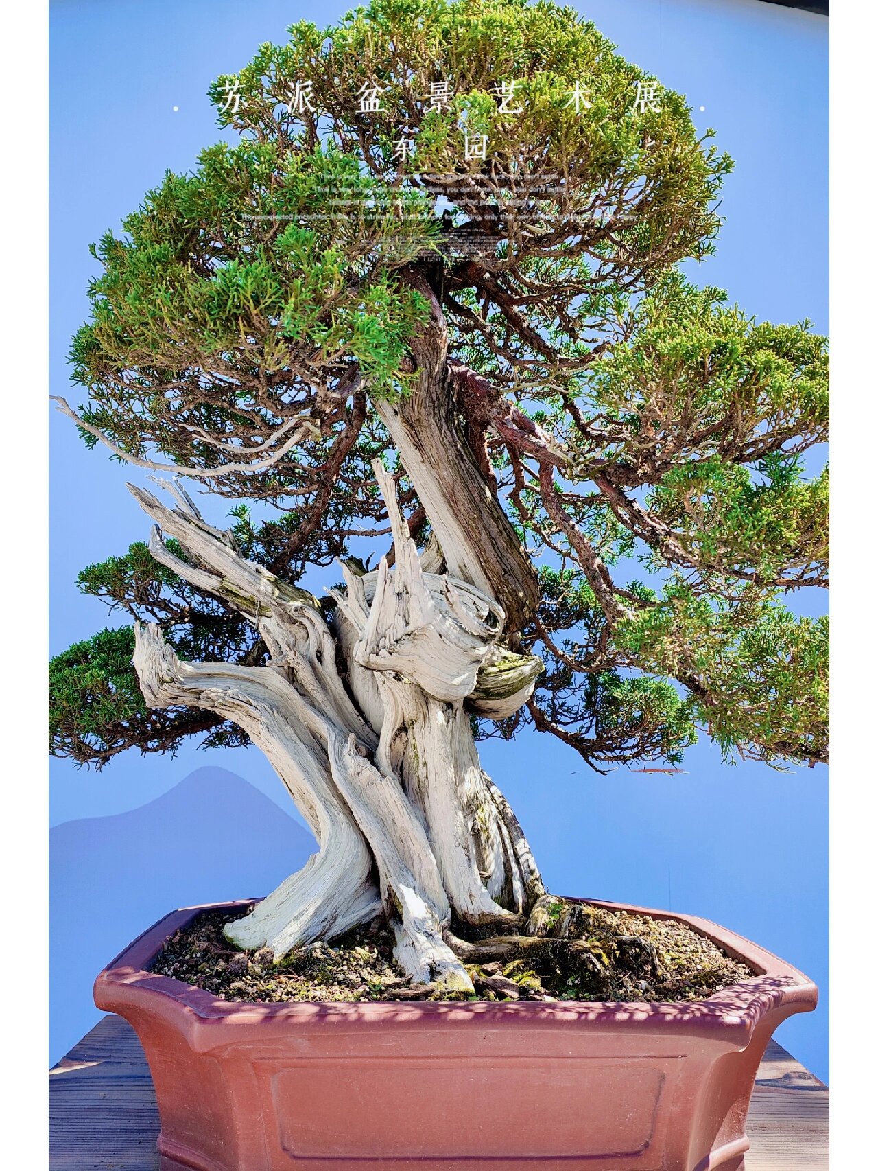 以江苏省苏州市为中心的盆景艺术,历史悠久,成于唐宋,兴于明清,盛于