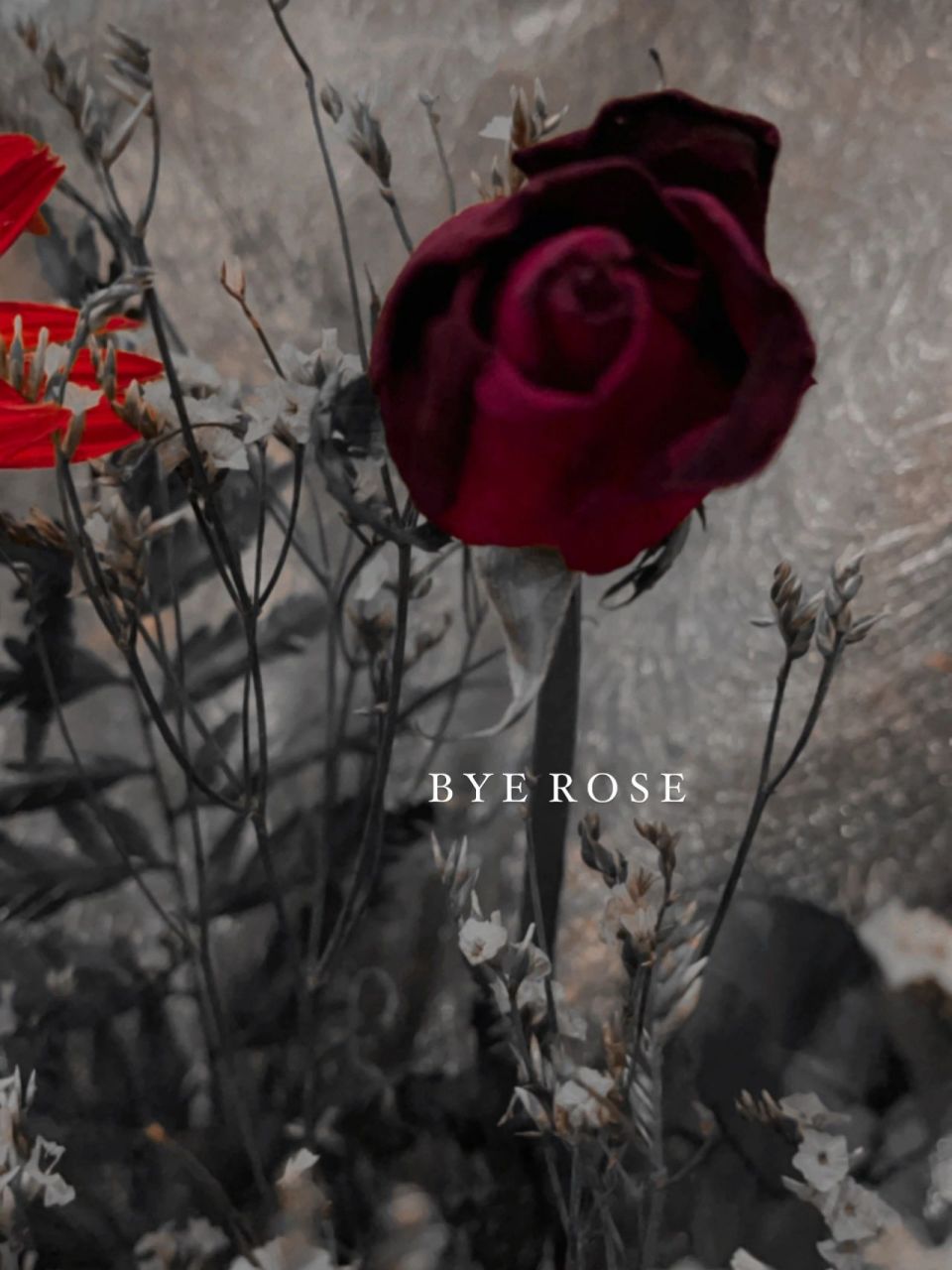 玫瑰花|凋零|花瓣|玫瑰红|背景图壁纸 整理了一些很喜欢的玫瑰花文案