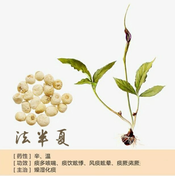 【每日一药】 中药法半夏-功效,用法