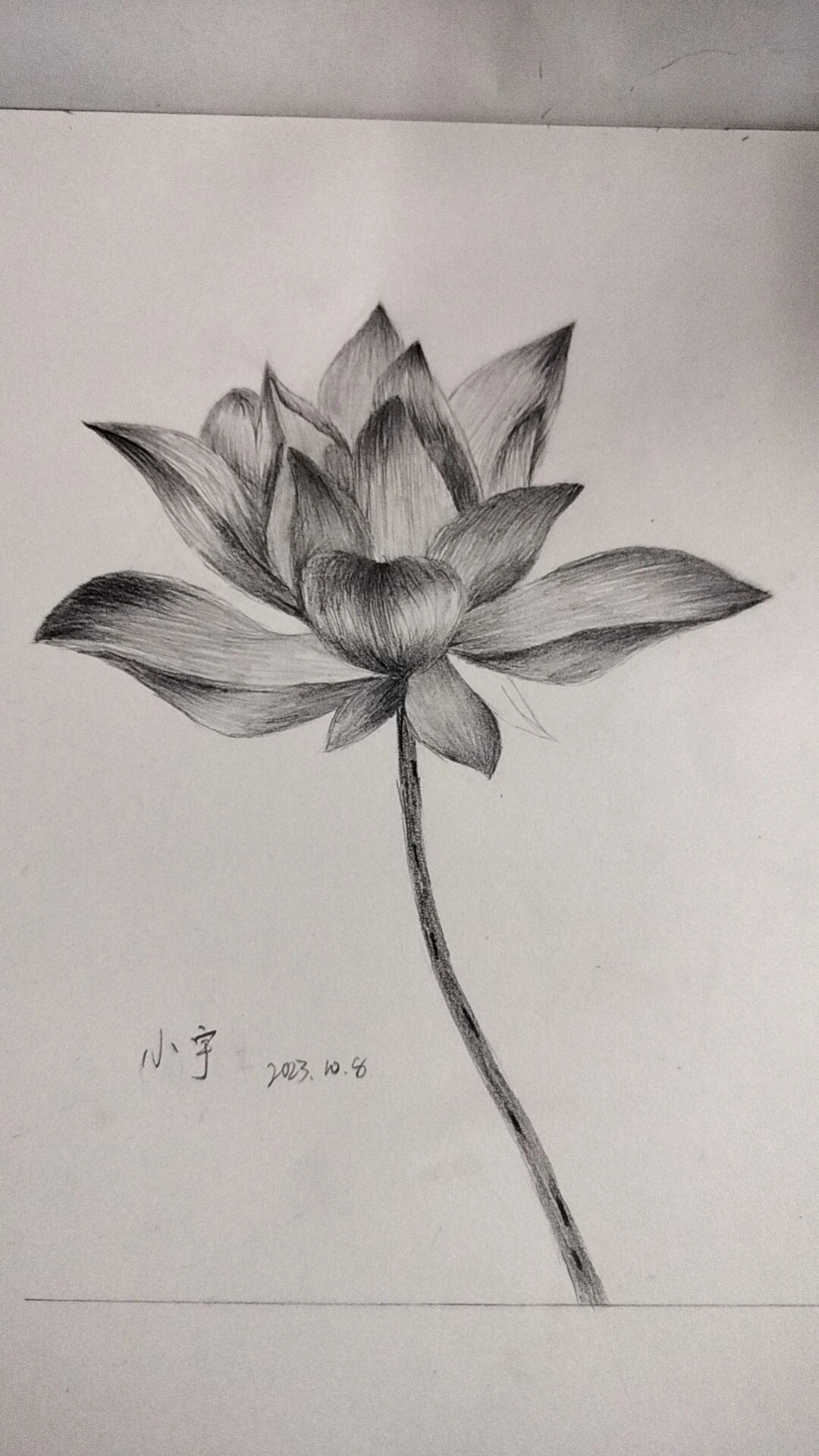 素描荷花