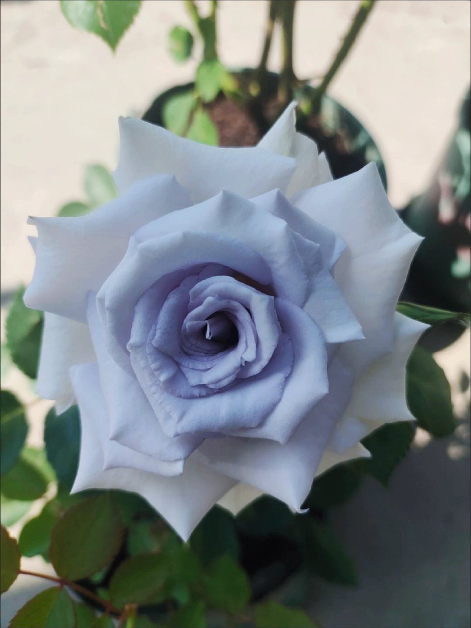 最接近蓝色的月季之一蓝色格劳恩 用超凡脱俗的美夸蓝色格劳恩真的一