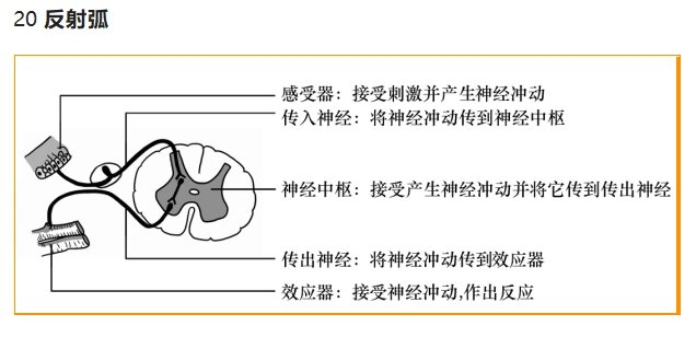 反射弧生物图图片