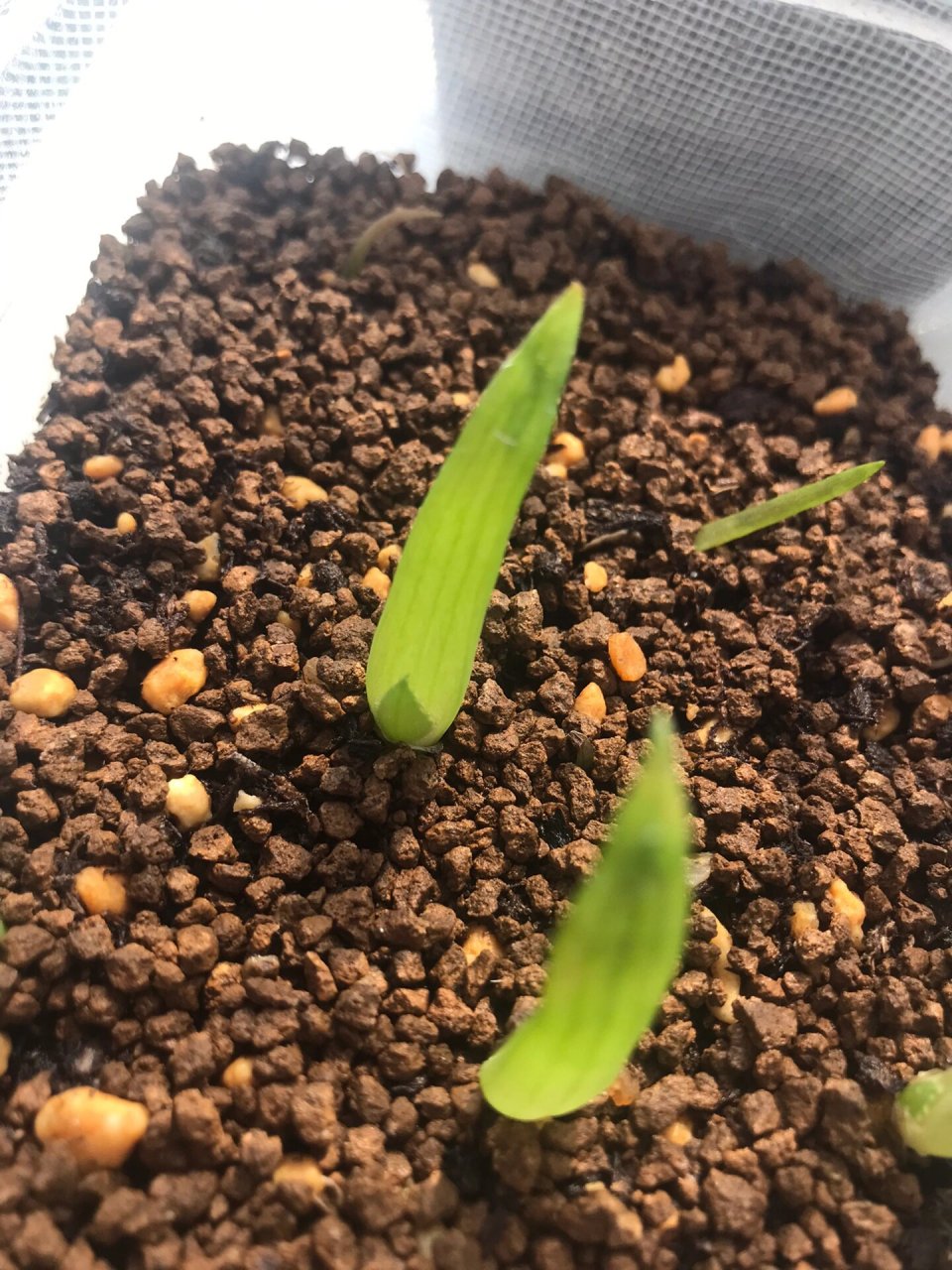 之前的印象小苗都是对叶发芽的 原来芦荟刚发芽只有一片叶子 而且叶片