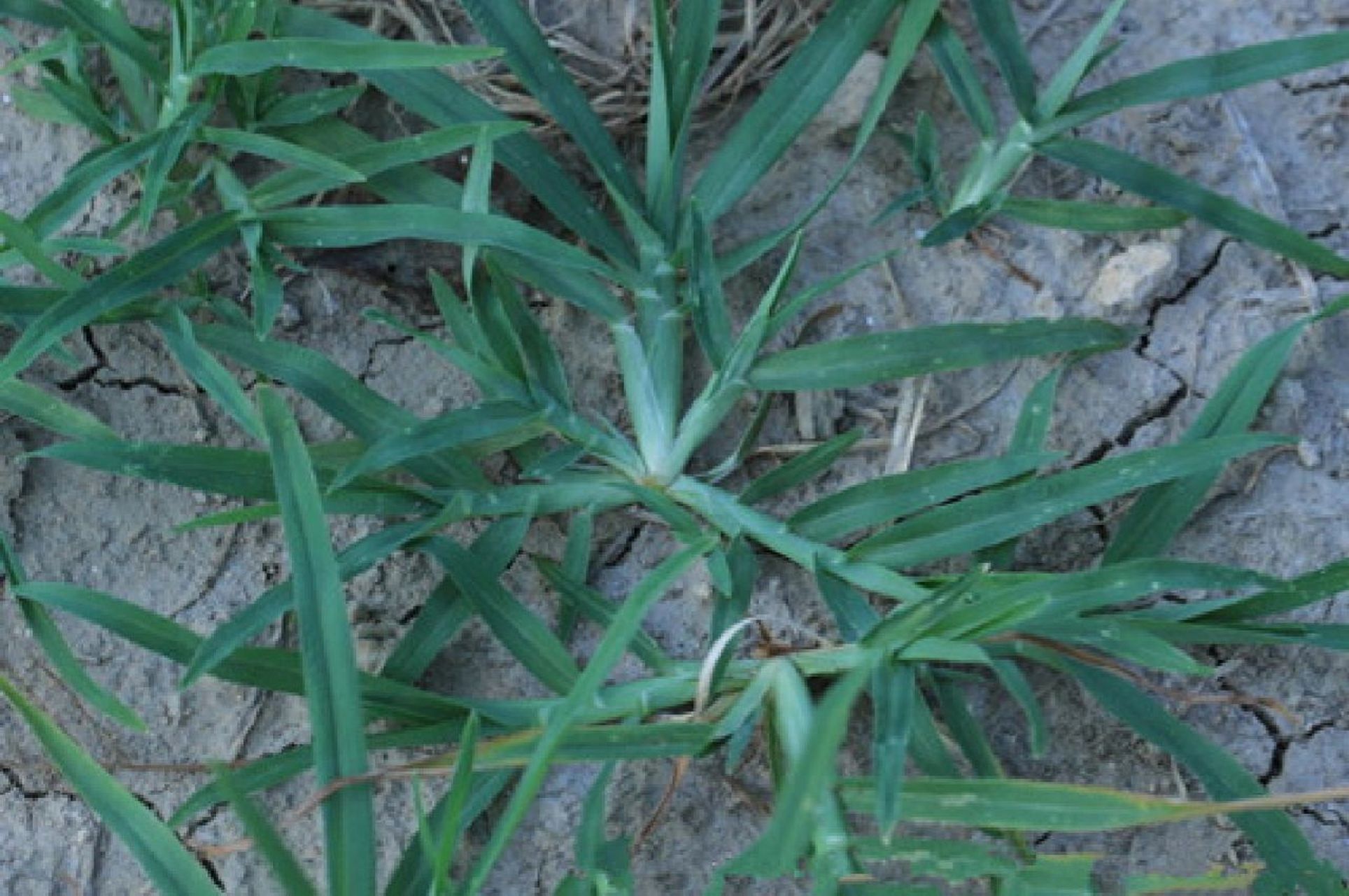 牛筋草简介药材名:牛筋草拼音:niú jīn cǎo别名:千金草,千千踏,忝