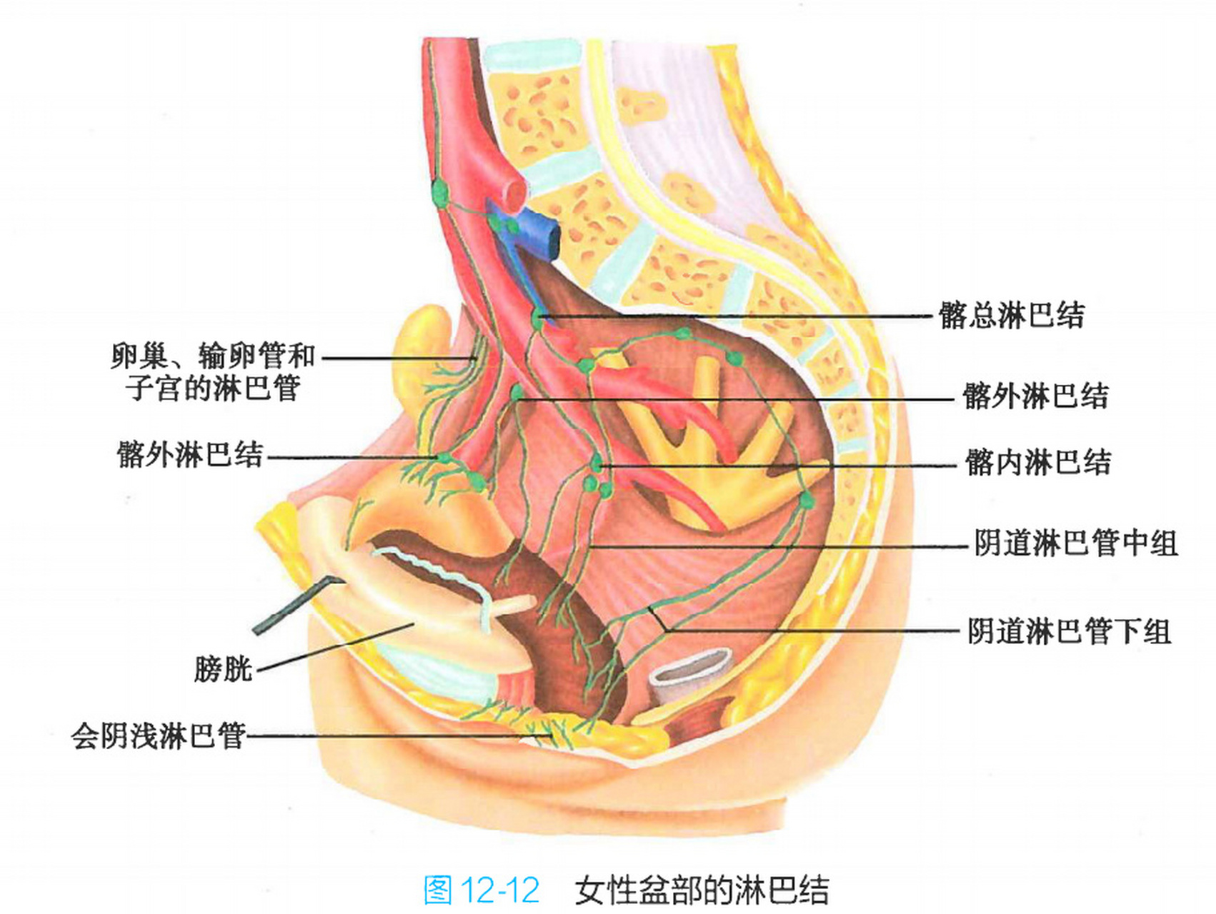 腹腔淋巴结位置图图片