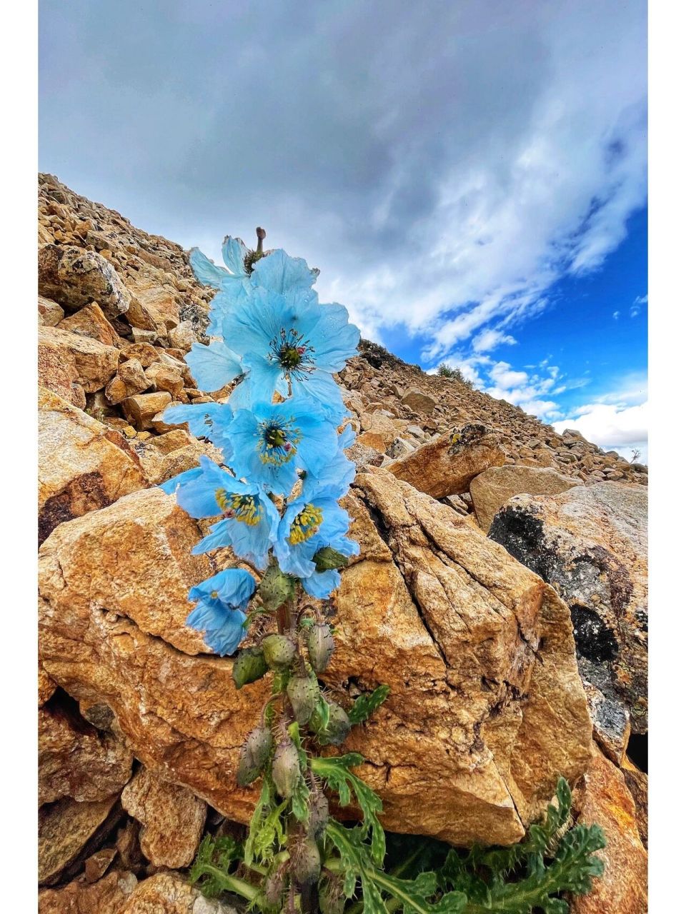 丽花绿绒蒿图片