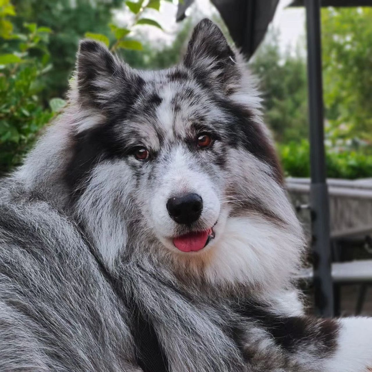 哈士奇和边牧的混血 大数据让我们相遇 家有哈士奇和边牧混血宝宝的