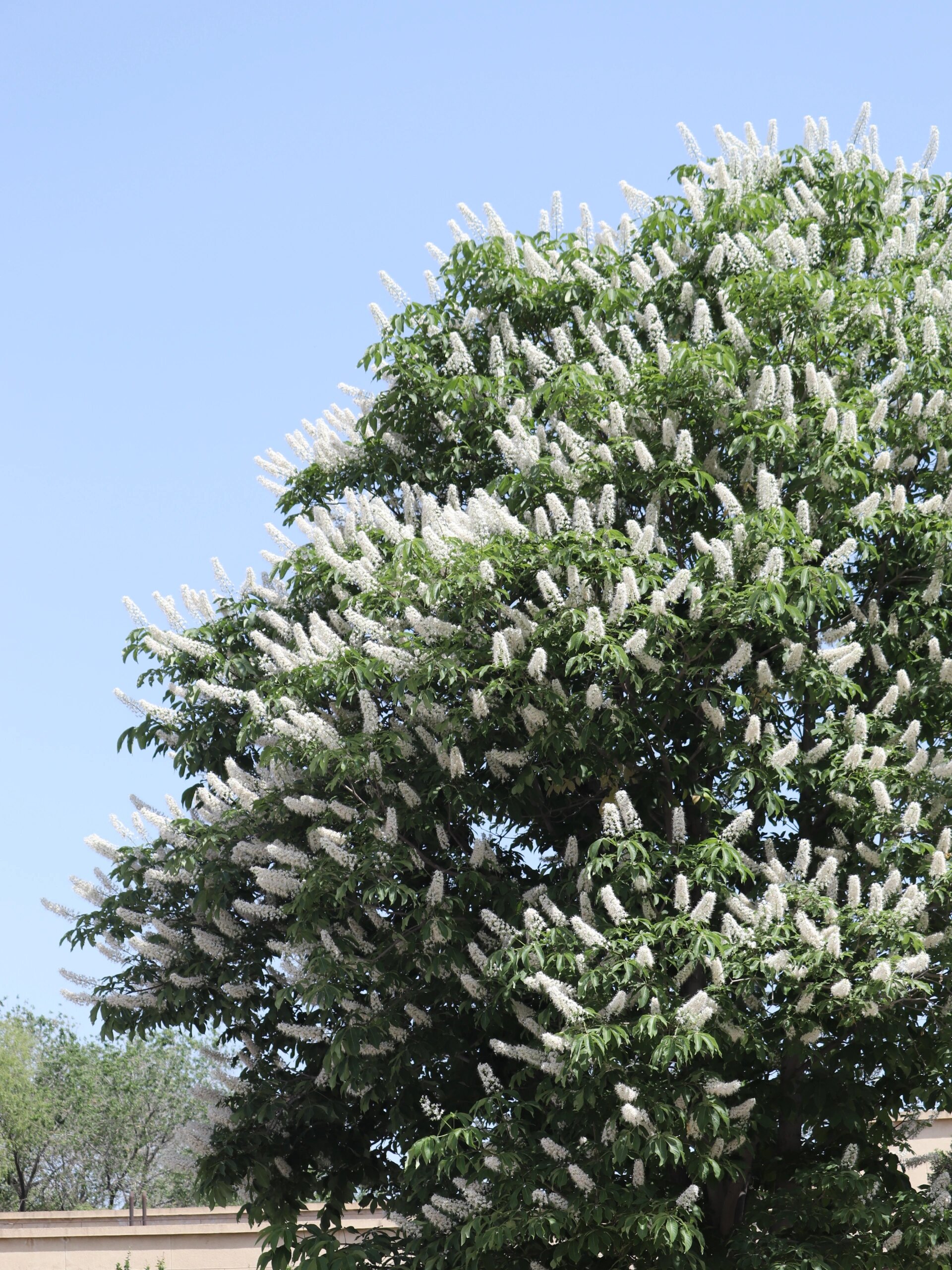 北京这棵长满白色棒棒花的树叫什么树