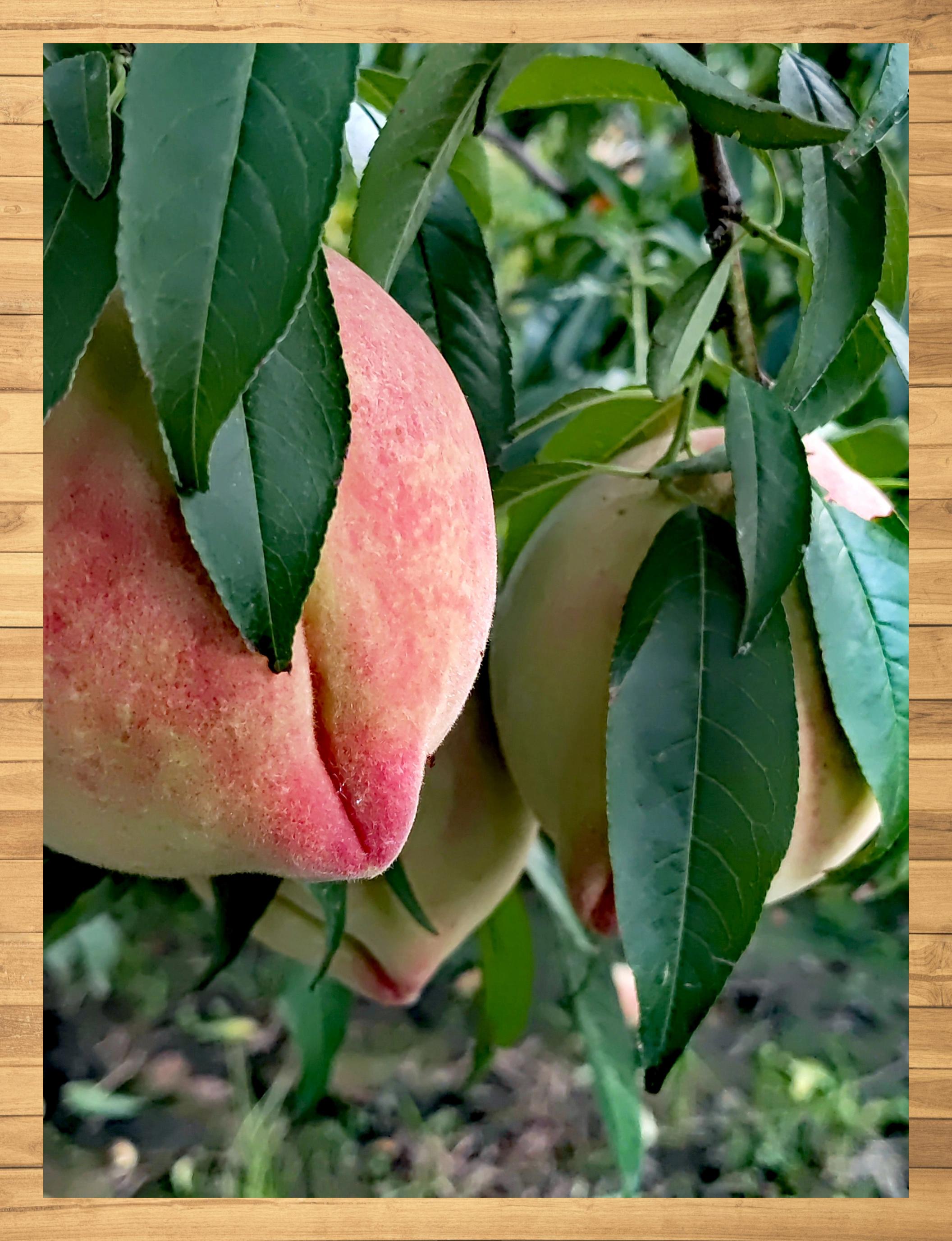 深州蜜桃随手定格甜蜜瞬间 9978 蜜桃季来啦!