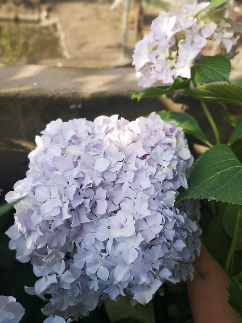 绣球——红粉佳人 经常作为"无尽夏"被不良商家发给买家,实际是本土