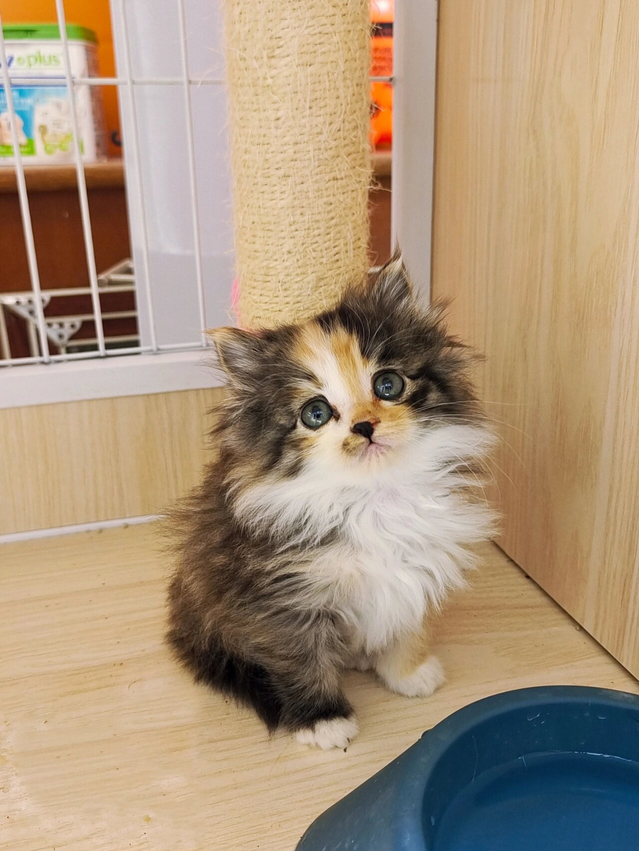 这种花色的狮子猫 真的绝美 明明两个都是小奶猫,却让人脑补出了霸道