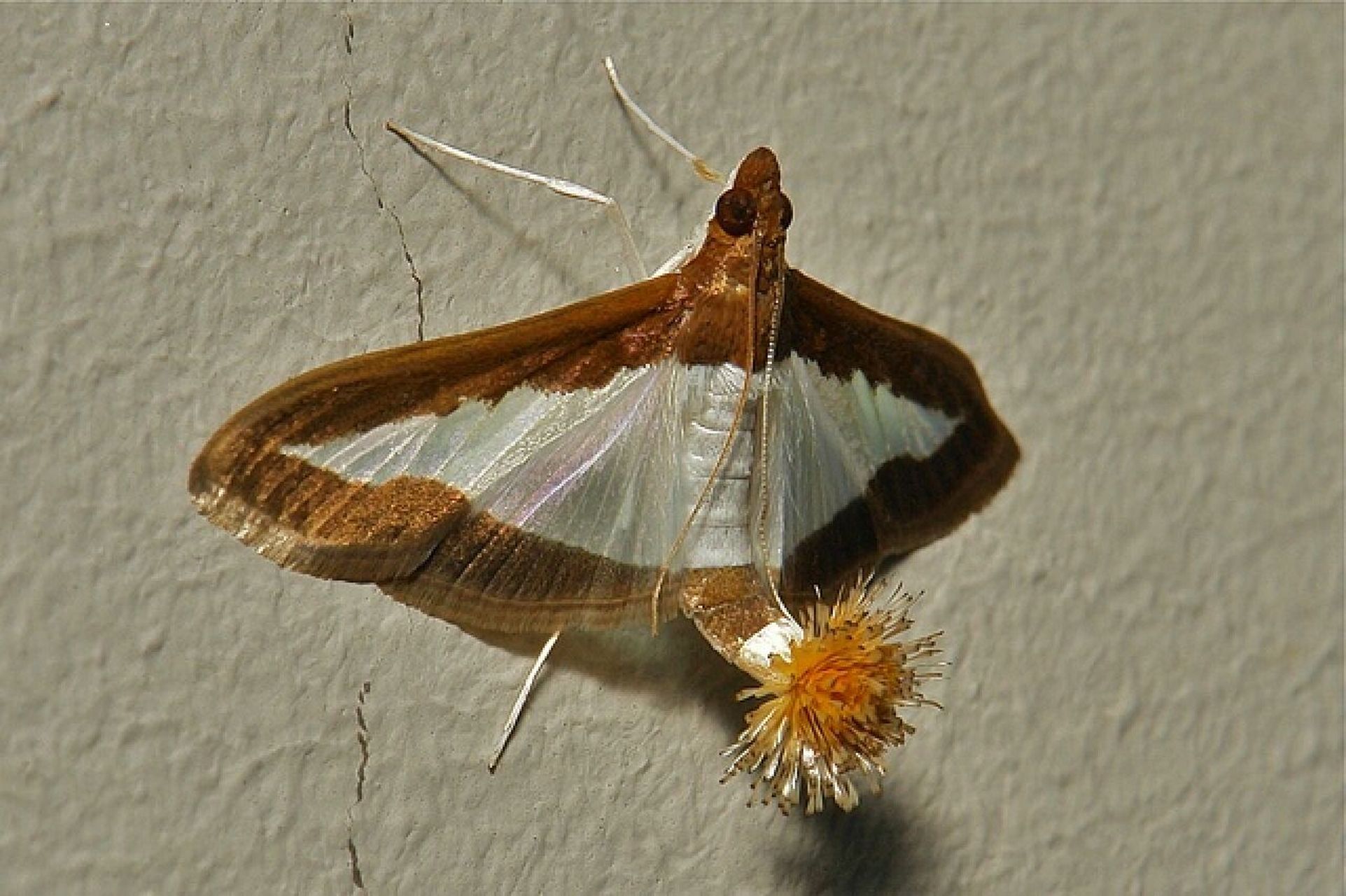 每日一虫——瓜绢野螟 919191今天要分享给大家的是瓜绢野螟,为