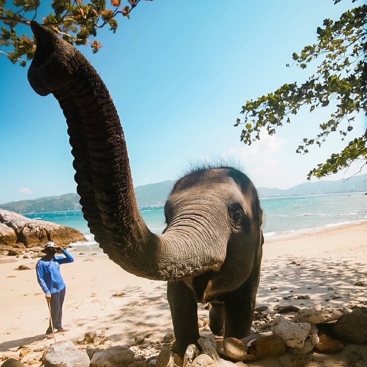 普吉岛海景大象营98 在海边与大象小象嬉戏,游泳沐浴,大象还会用
