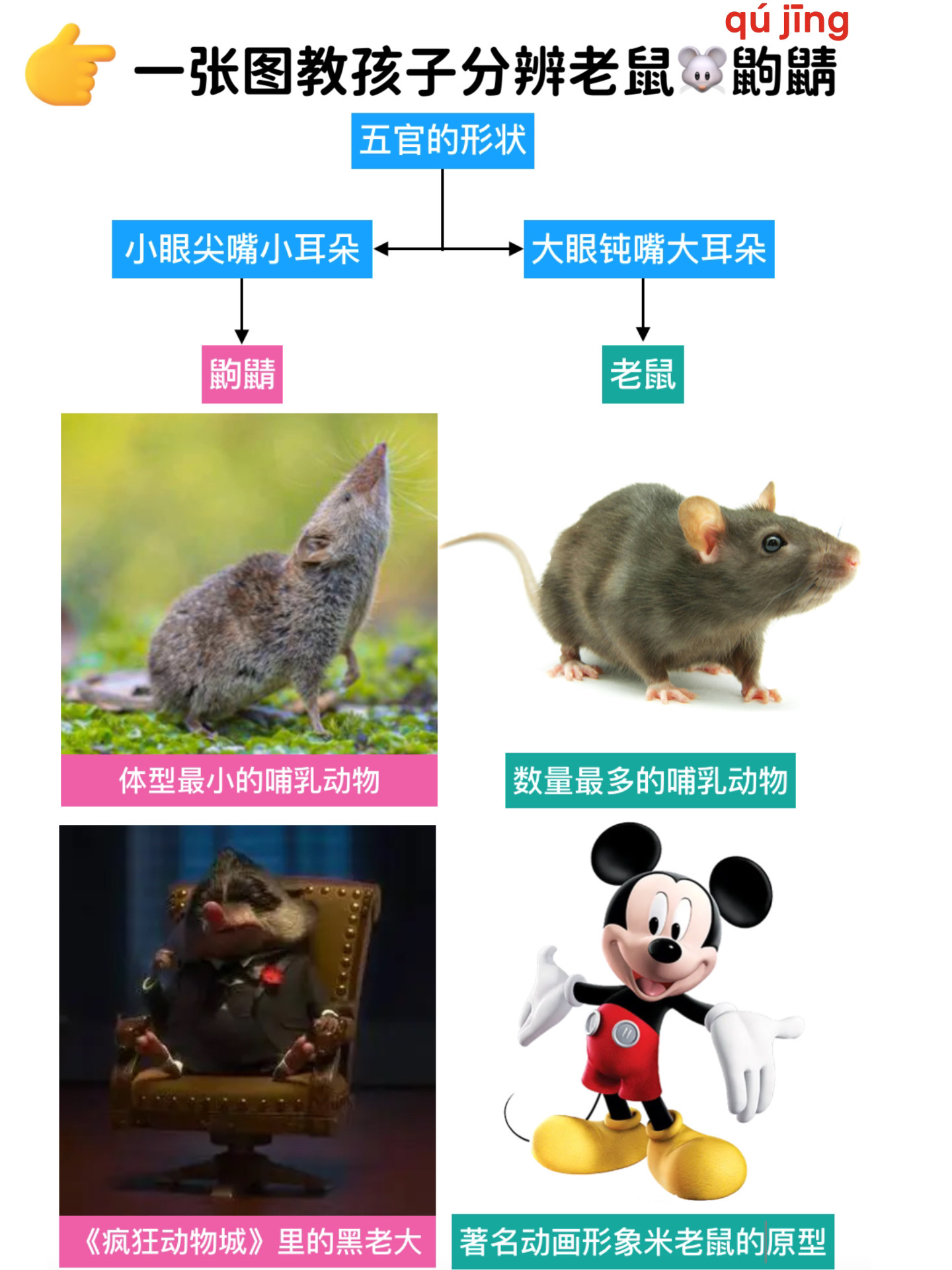 一张图教孩子分辨老鼠和鼩鼱