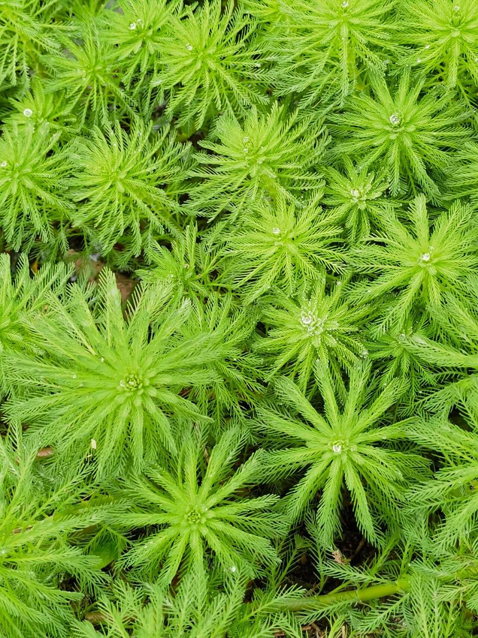 喜欢94,欣赏94-狐尾藻 狐尾藻 又名轮叶狐尾藻,布拉狐尾,粉绿