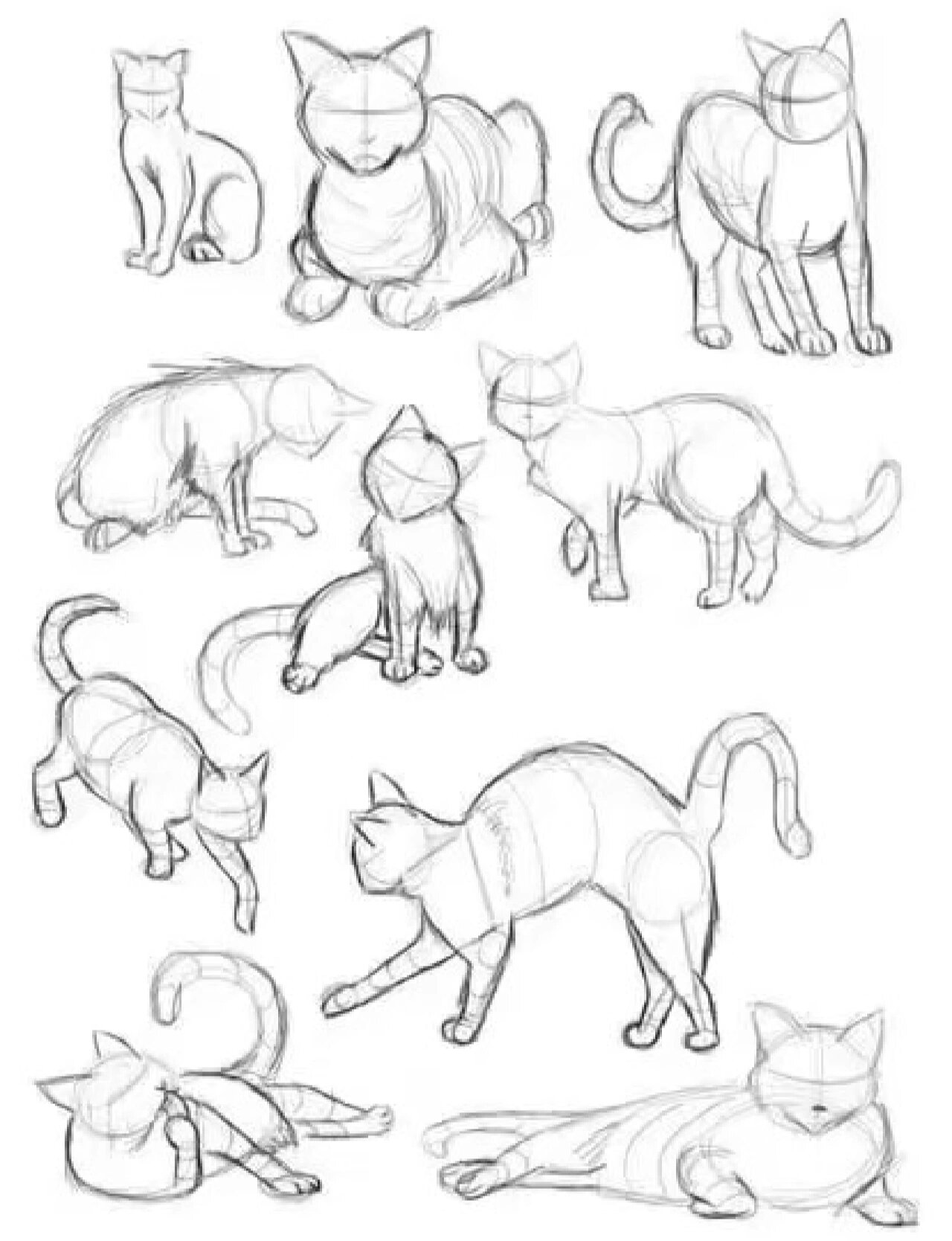 【绘画参考】猫咪线稿参考与教程