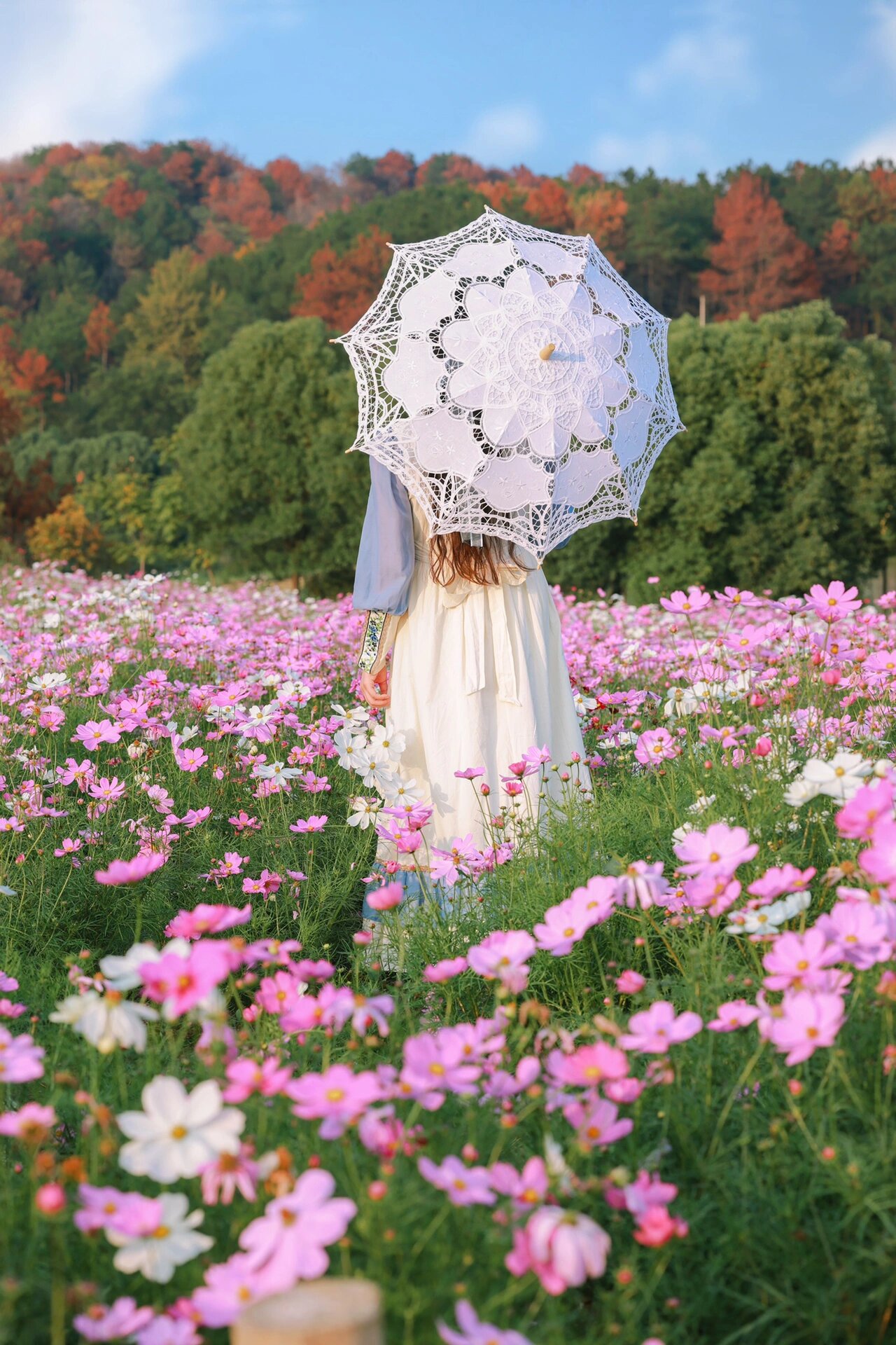 我找到格桑花盛开的山坡 一直觉得若尔盖草原的花海封神, 没想到,在