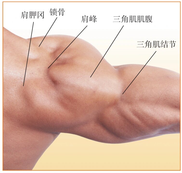 学习解剖的宝藏书/真人图解/三角肌   	 实用人体体表解剖全真图解 主