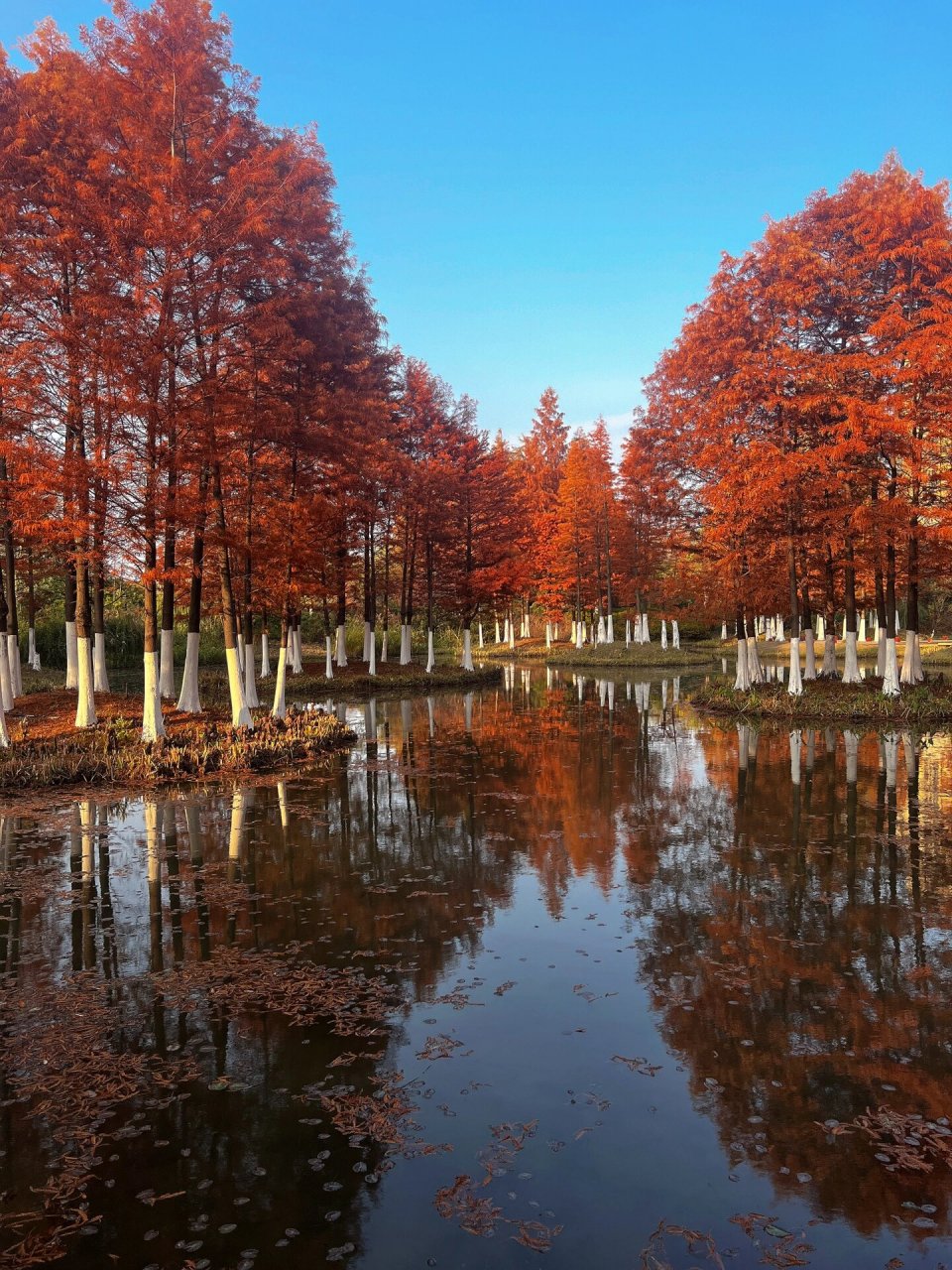 常州丁塘河湿地公园图片