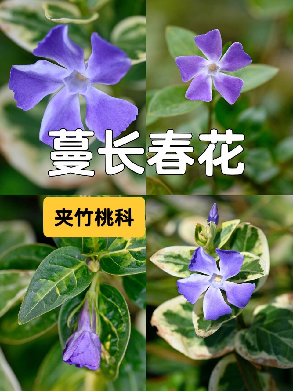 蔓长春花结构图片