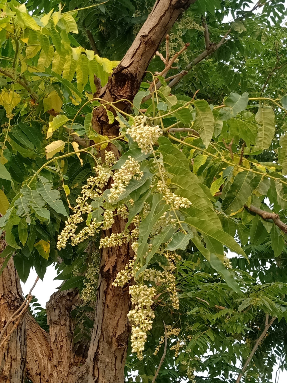 香椿开花图片欣赏图片