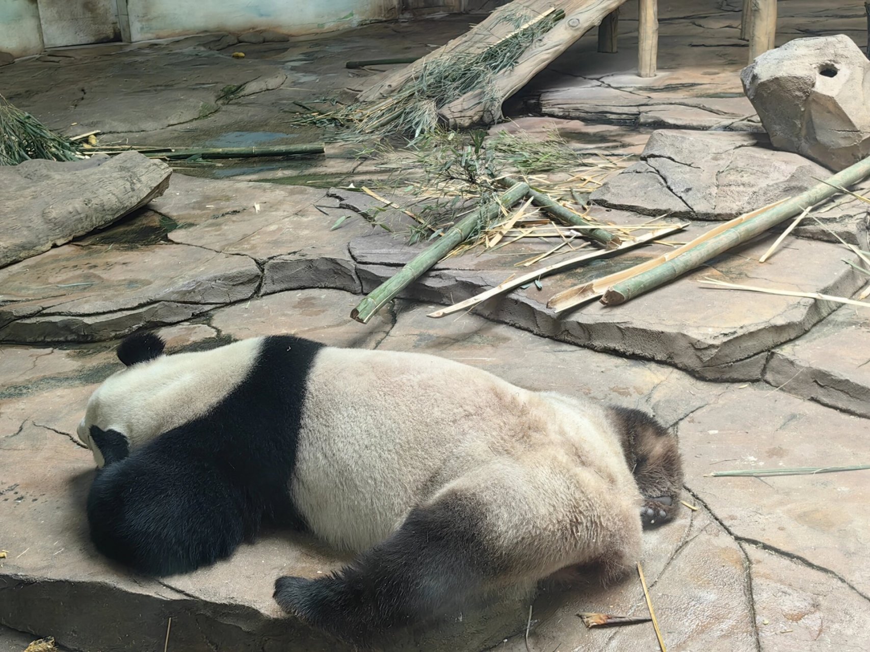 鞍山动物园大熊猫图片