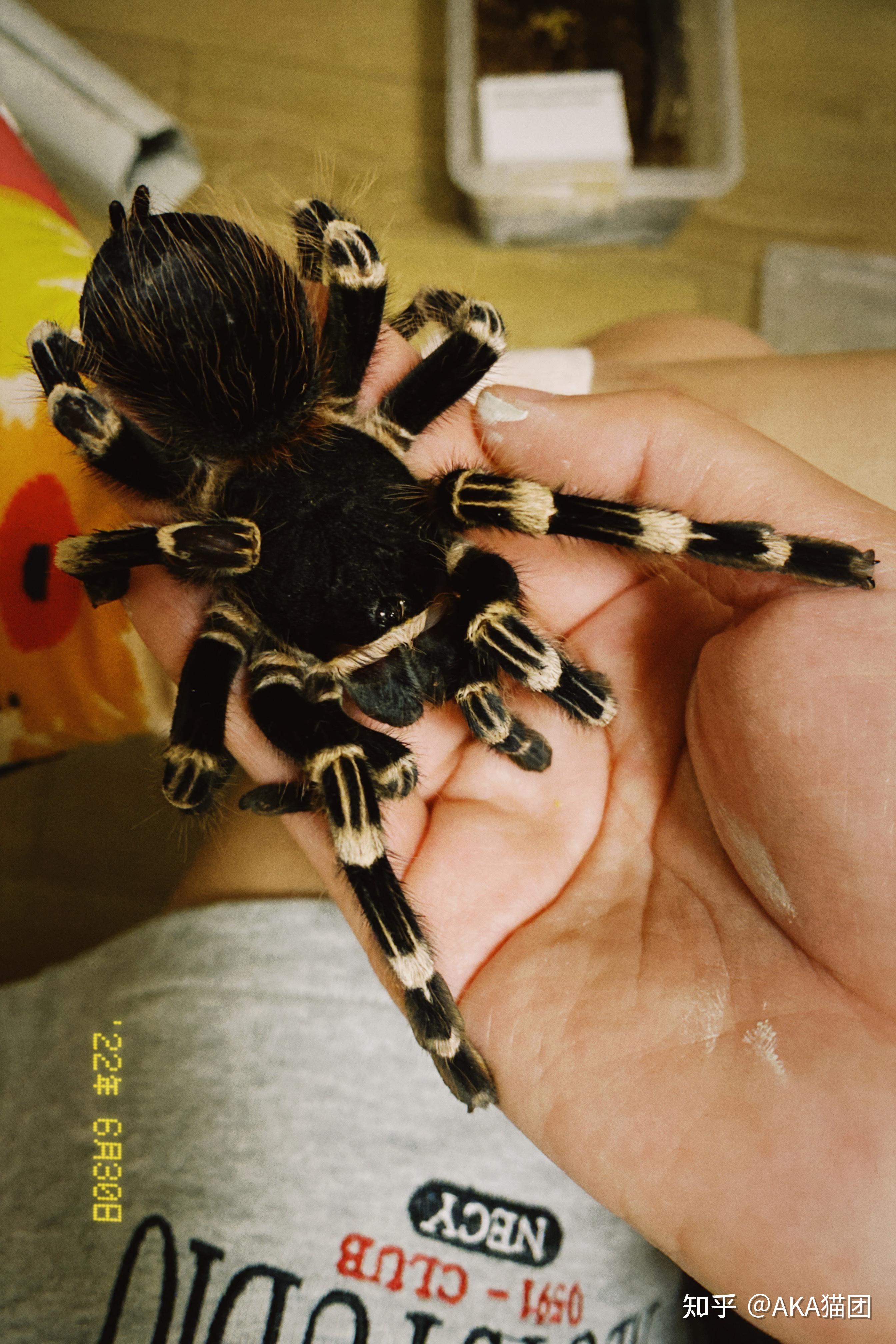 最美丽的宠物蜘蛛捕鸟蛛都有哪些