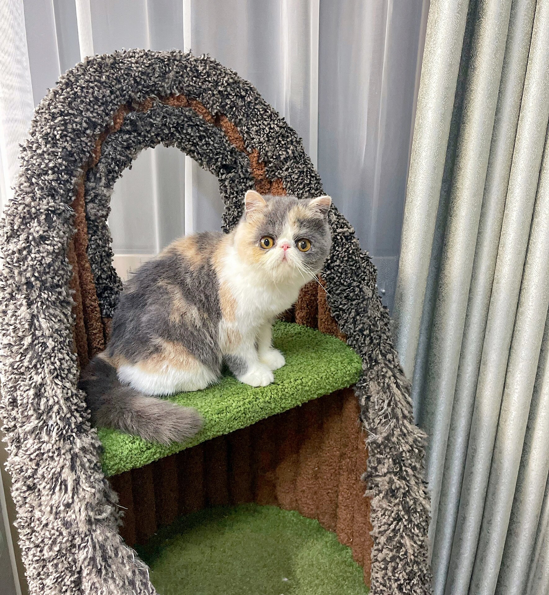 报告!有一种甜妹叫浅三花|加菲猫|扁脸猫