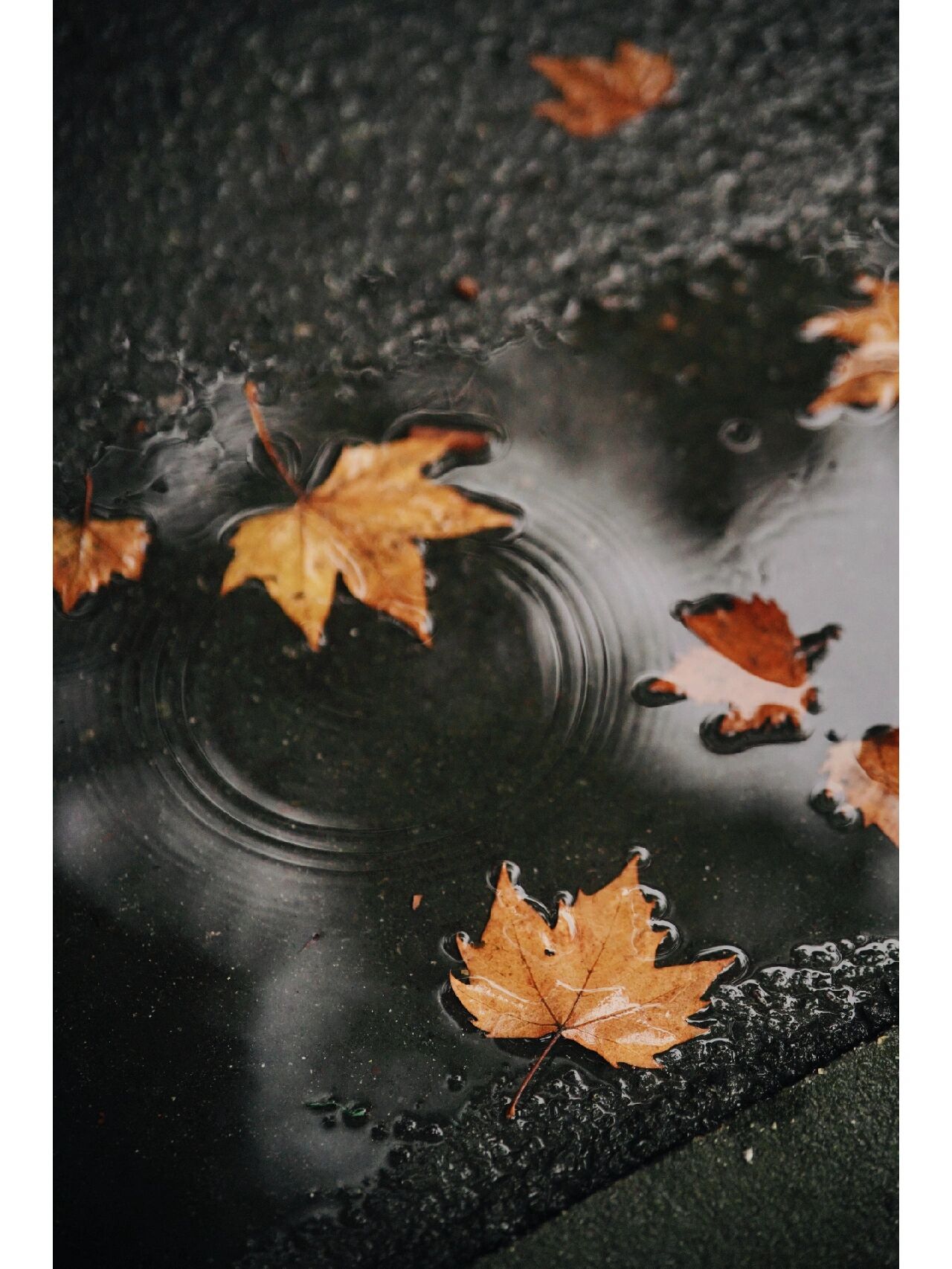 雨后 路过一处积水 落叶和波纹 在水面交织 蹲下咔了两张做手机壁纸