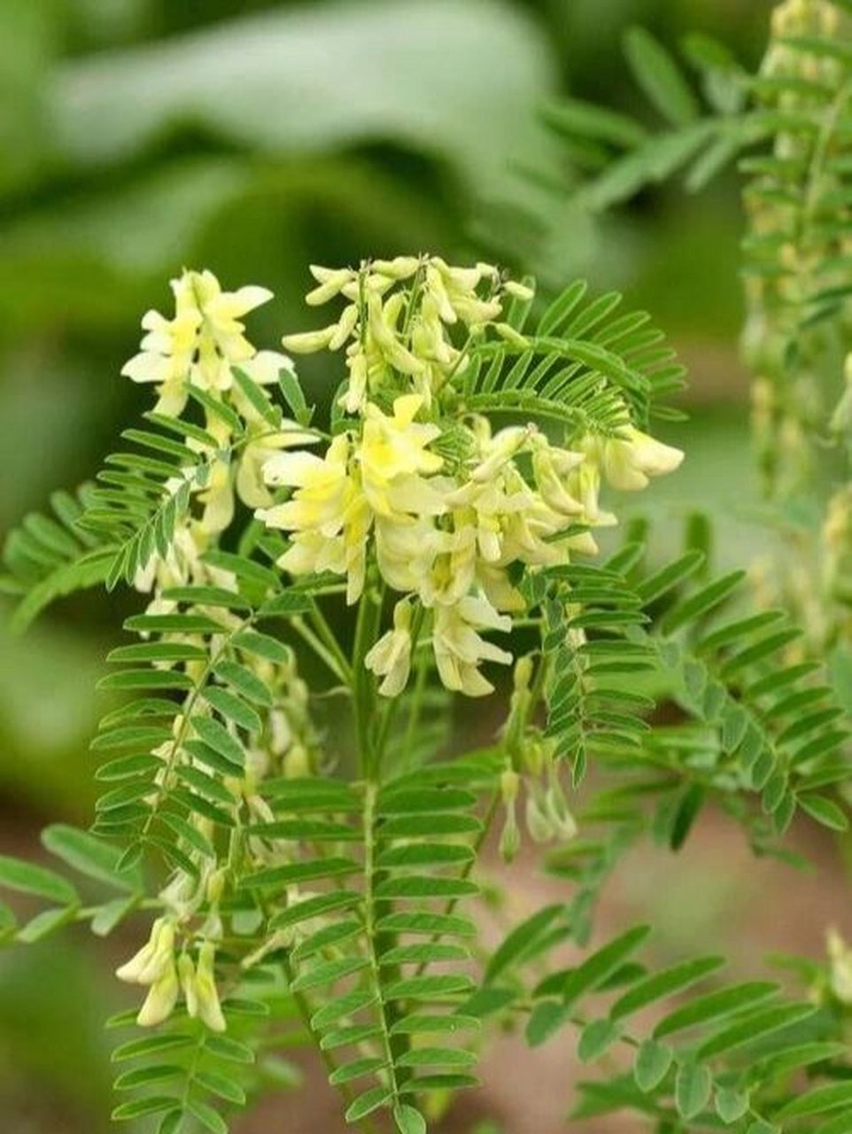 每日一中药植物黄芪   别名:黄耆,箭芪,绵黄耆 植物形态:多年生草本