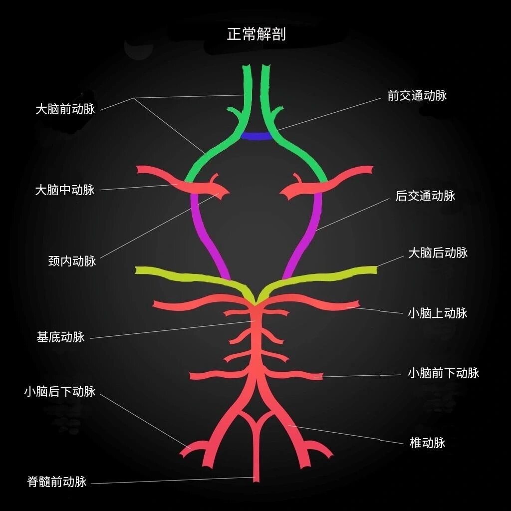 颈内动脉分段 颈内动脉