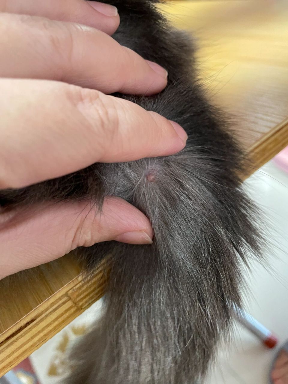 求助,猫咪尾巴长了这种疙瘩是什么呀 如图,尾巴长了好几个,怎么办